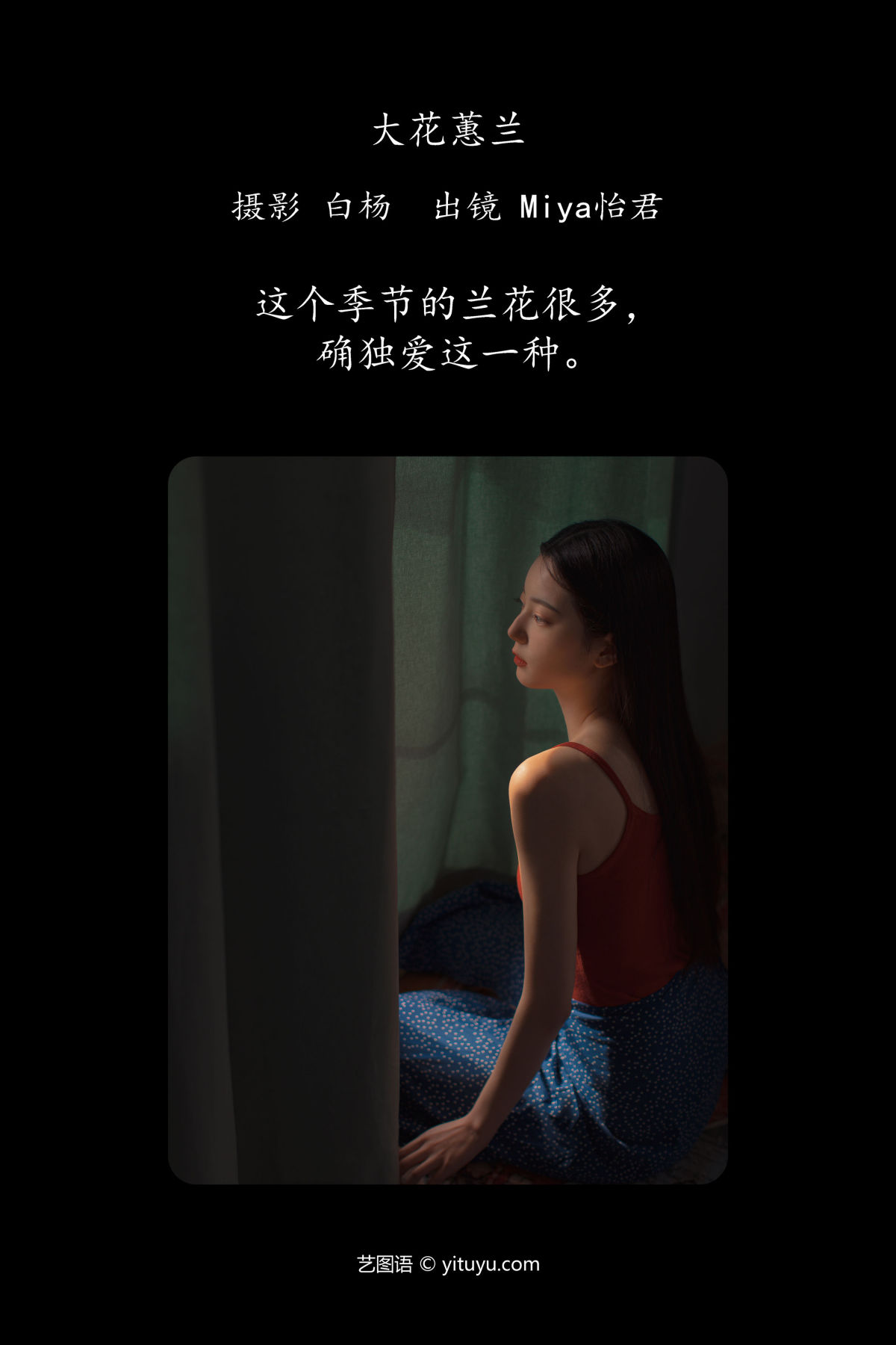 白杨_Miya怡君《大花蕙兰》美图作品图片2