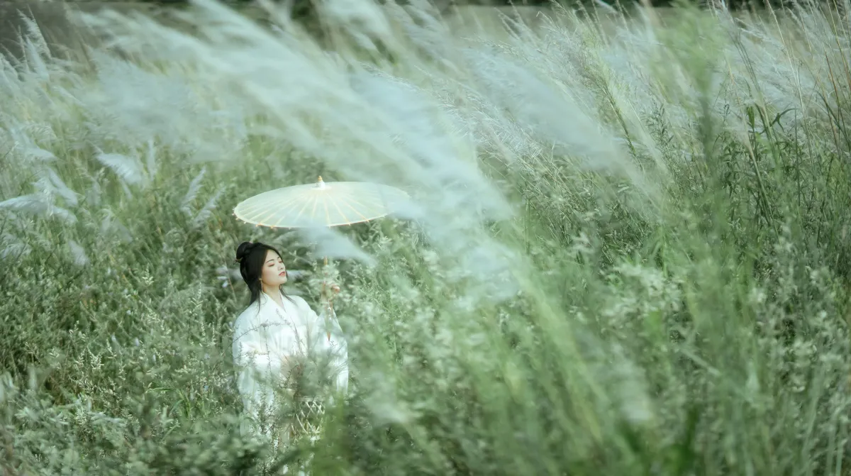 芦花漫2