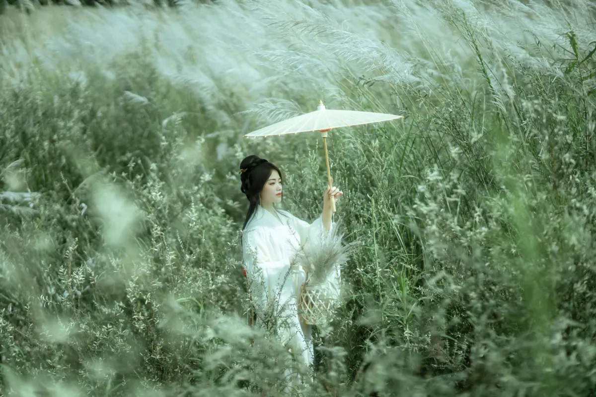 芦花漫