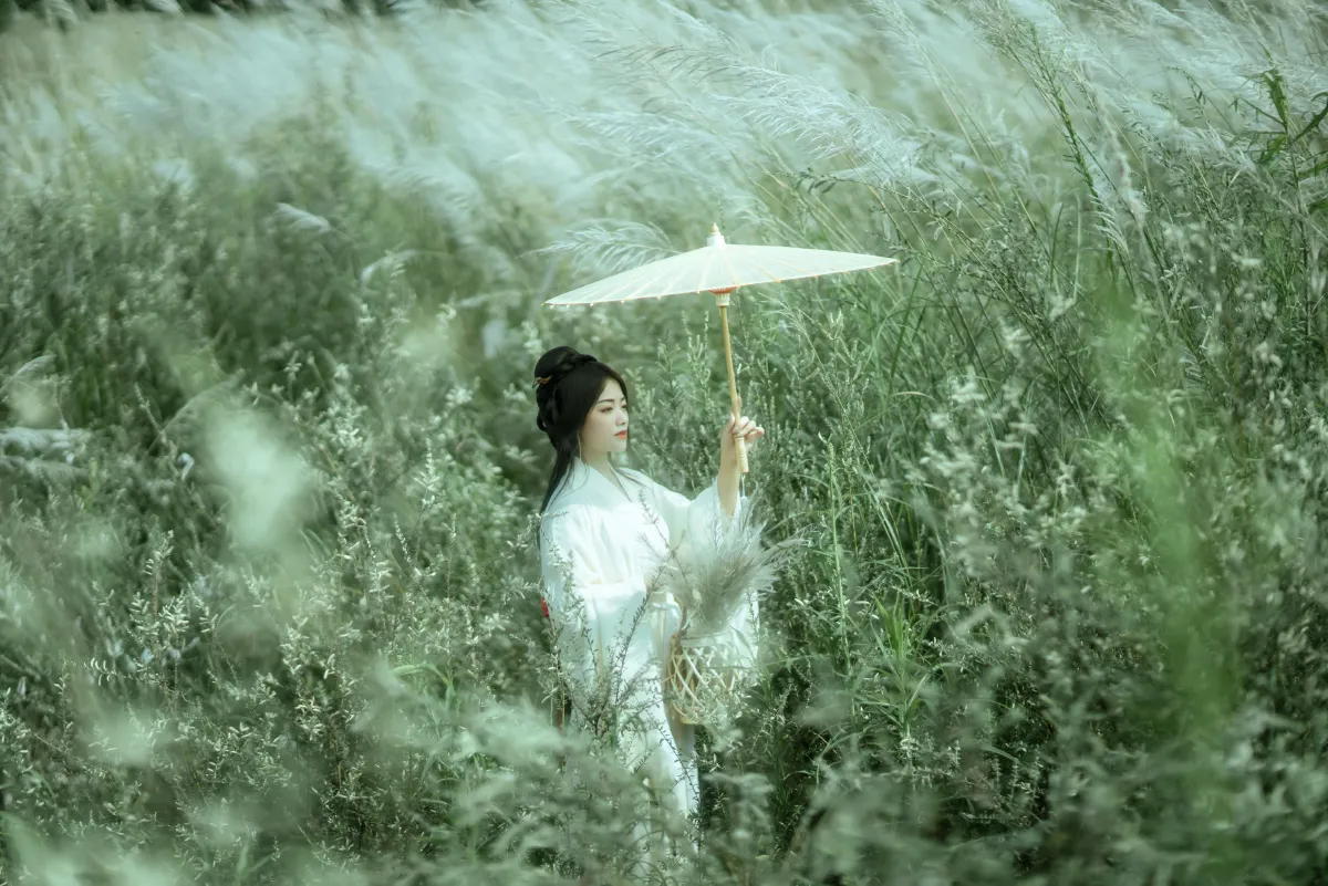 芦花漫3
