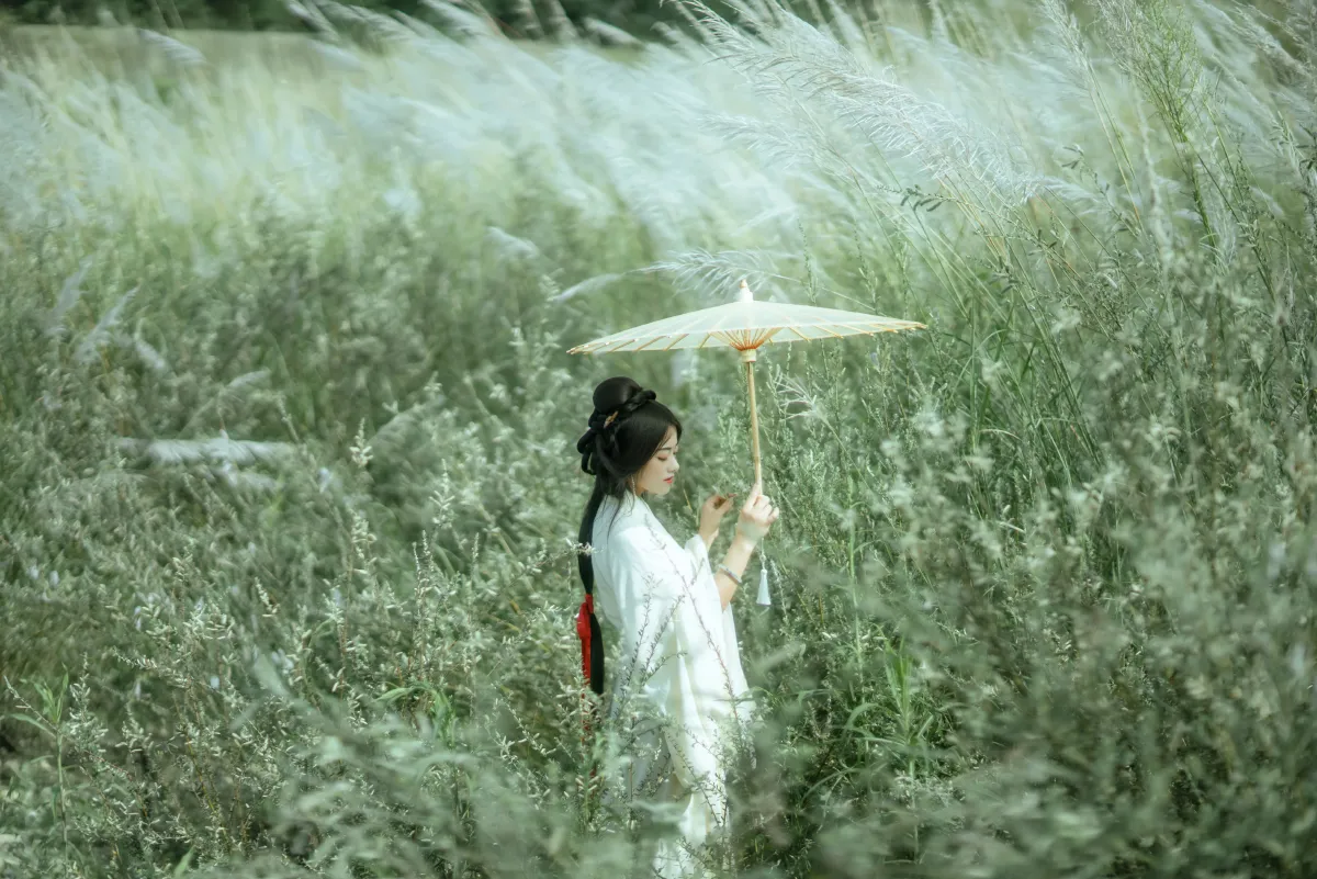 芦花漫