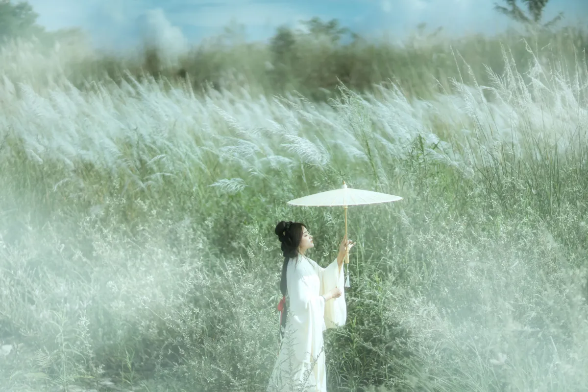 芦花漫