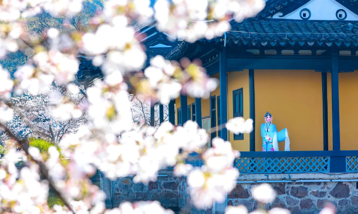 樱花有戏