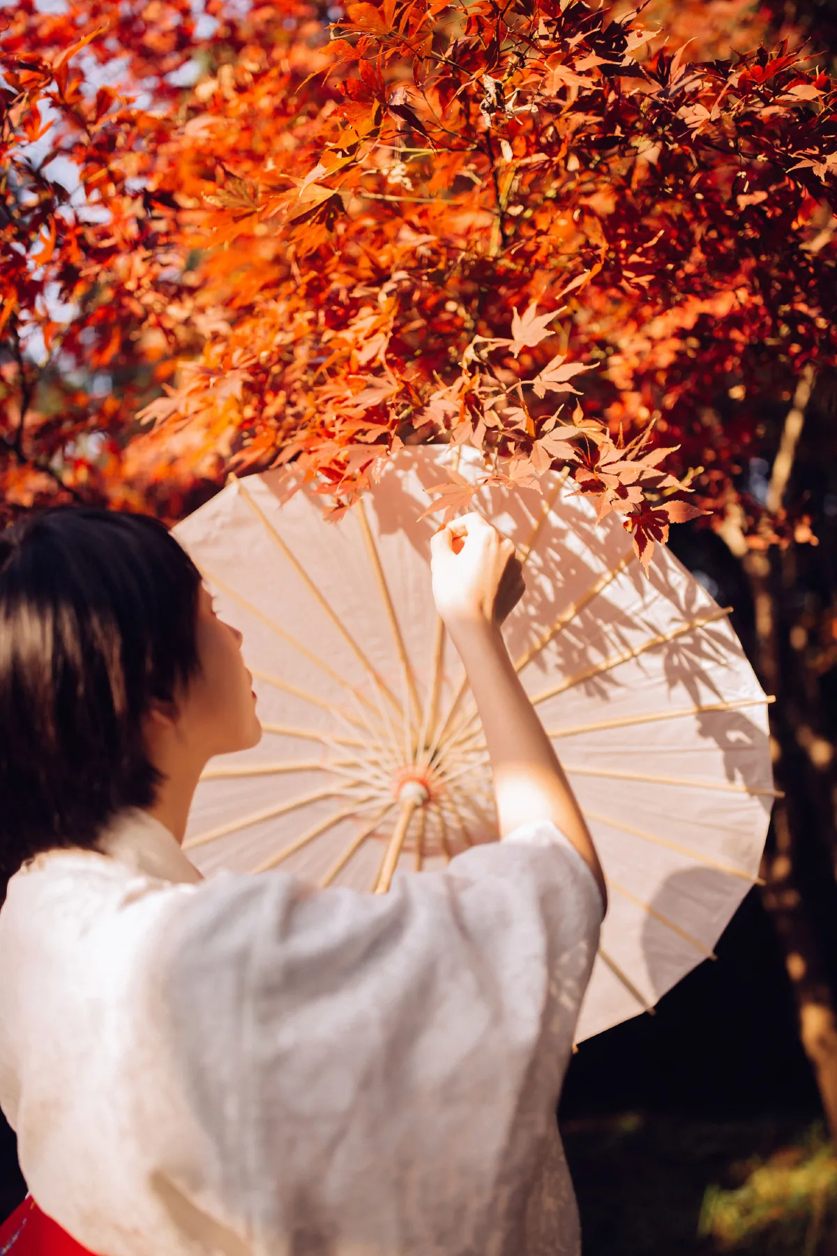 枫