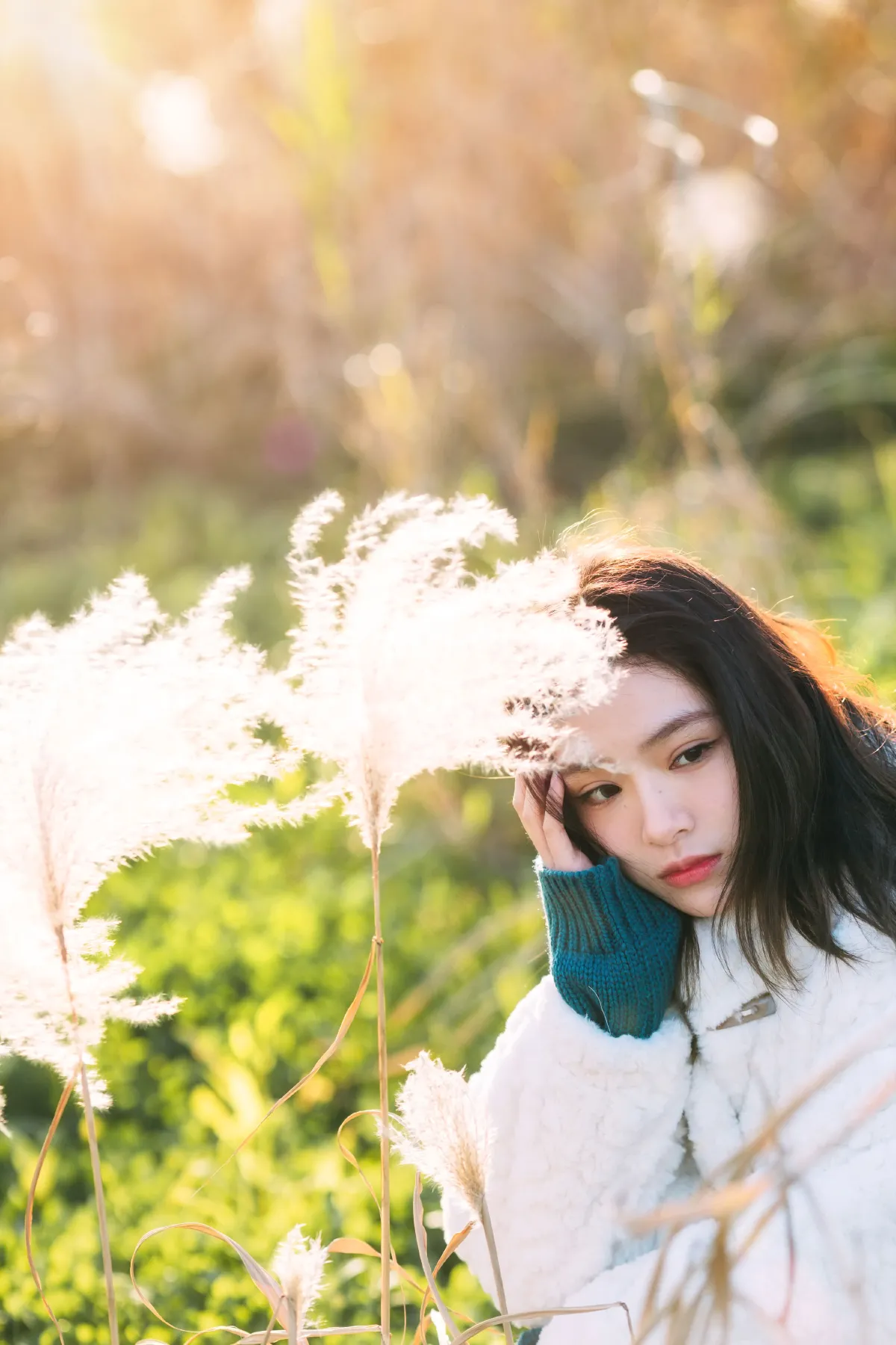 芦苇之光