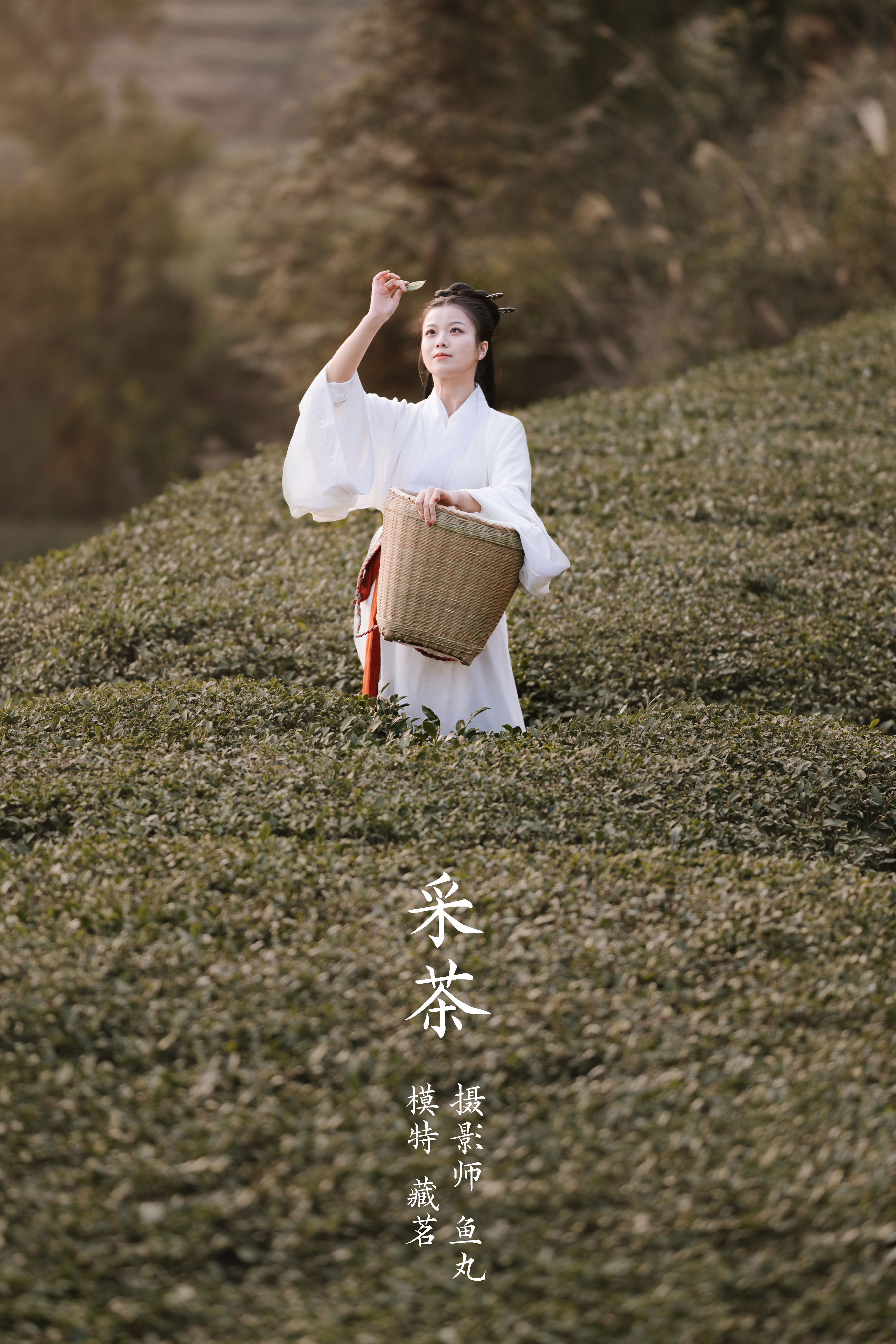 鱼丸_藏茗茗茗茗《采茶》美图作品图片1