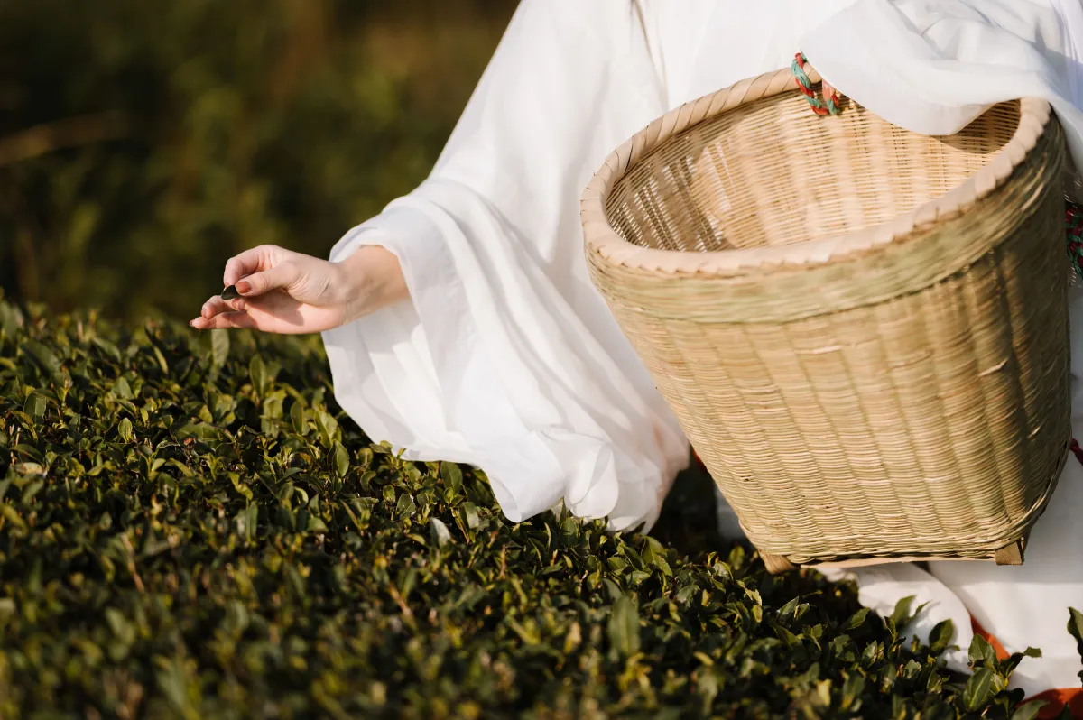 鱼丸_藏茗茗茗茗《采茶》美图作品图片4