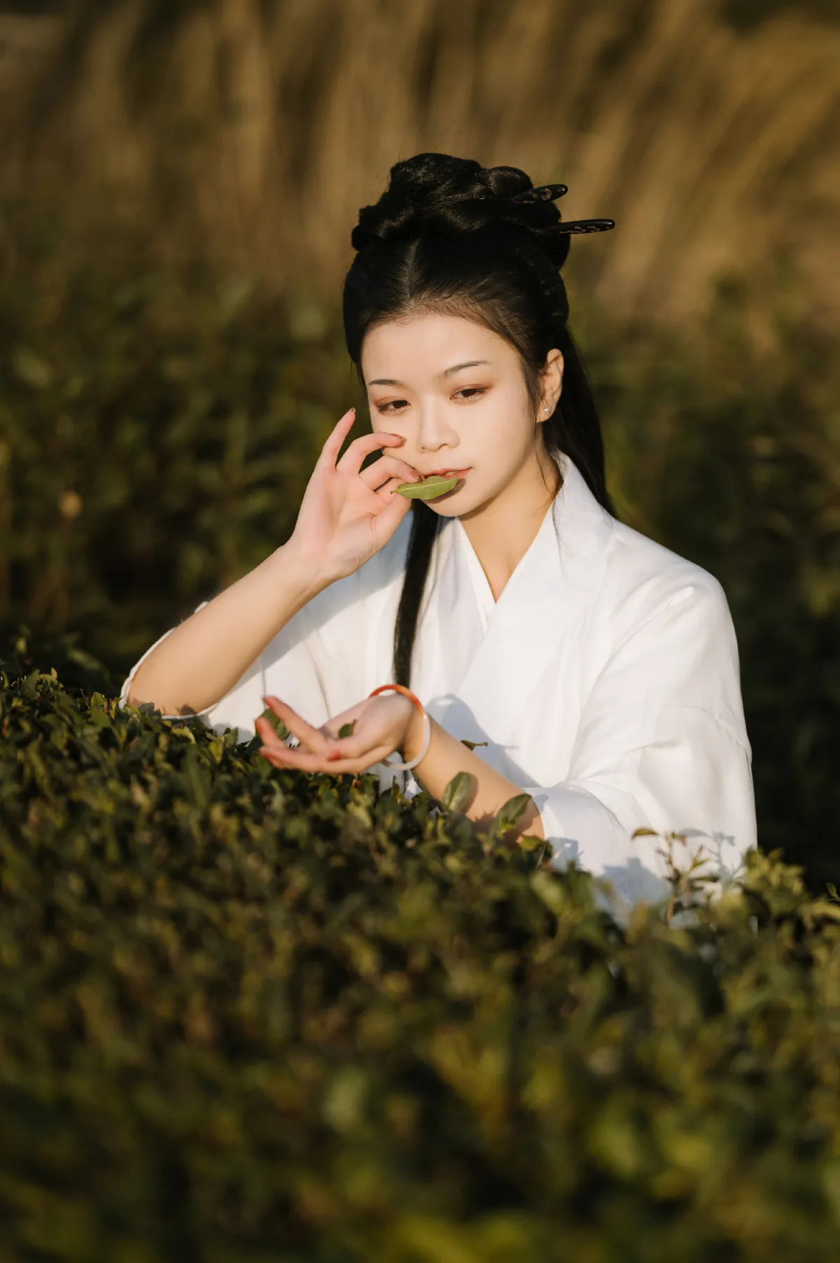 采茶3