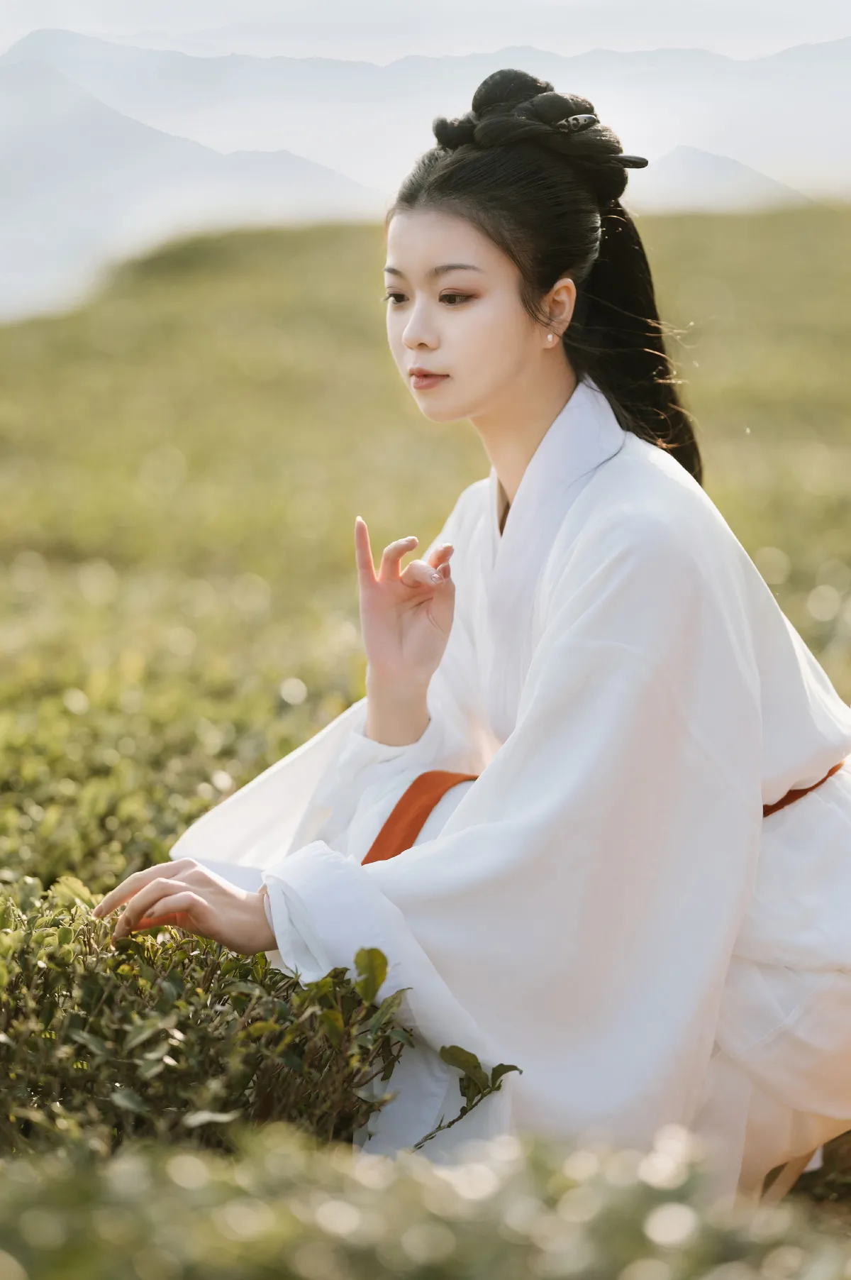 采茶