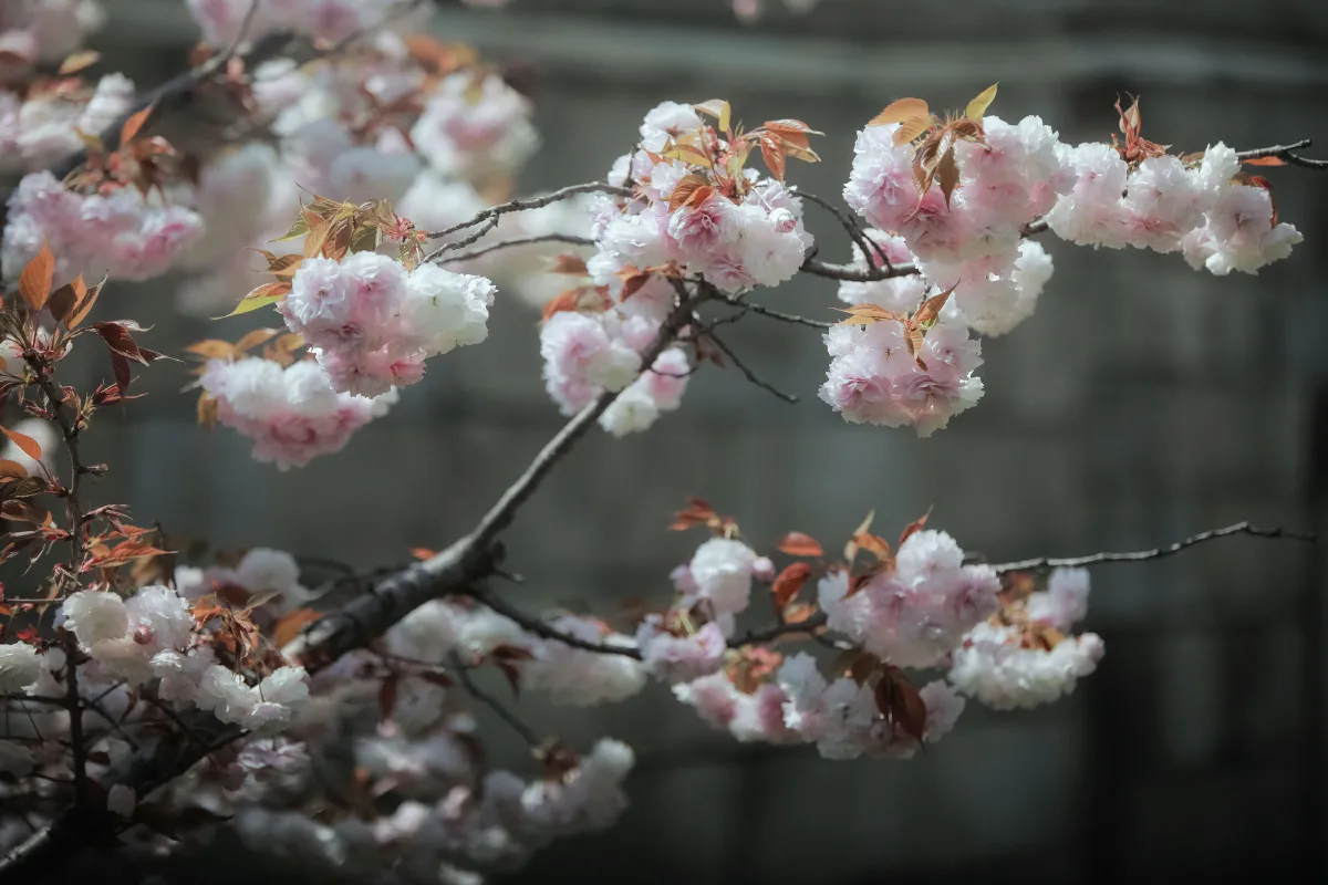 春如旧