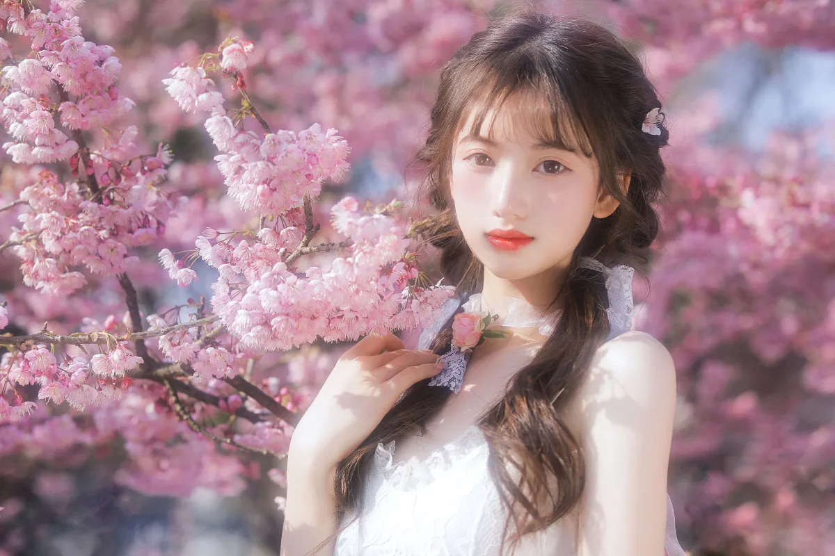 樱花限定3