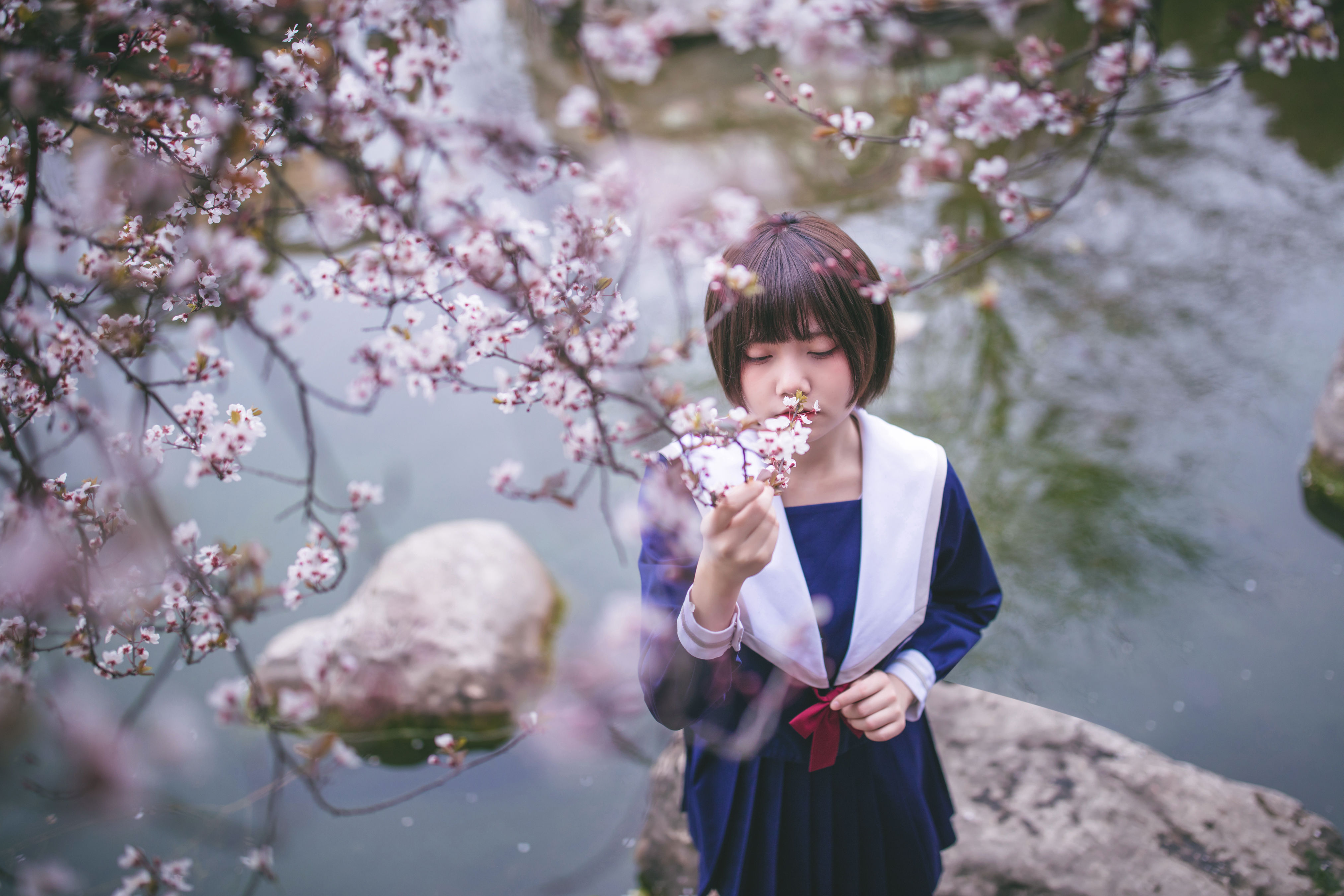 樱花树下