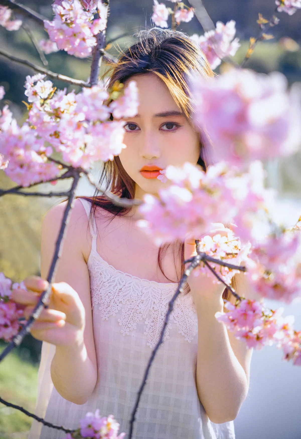 樱花物语