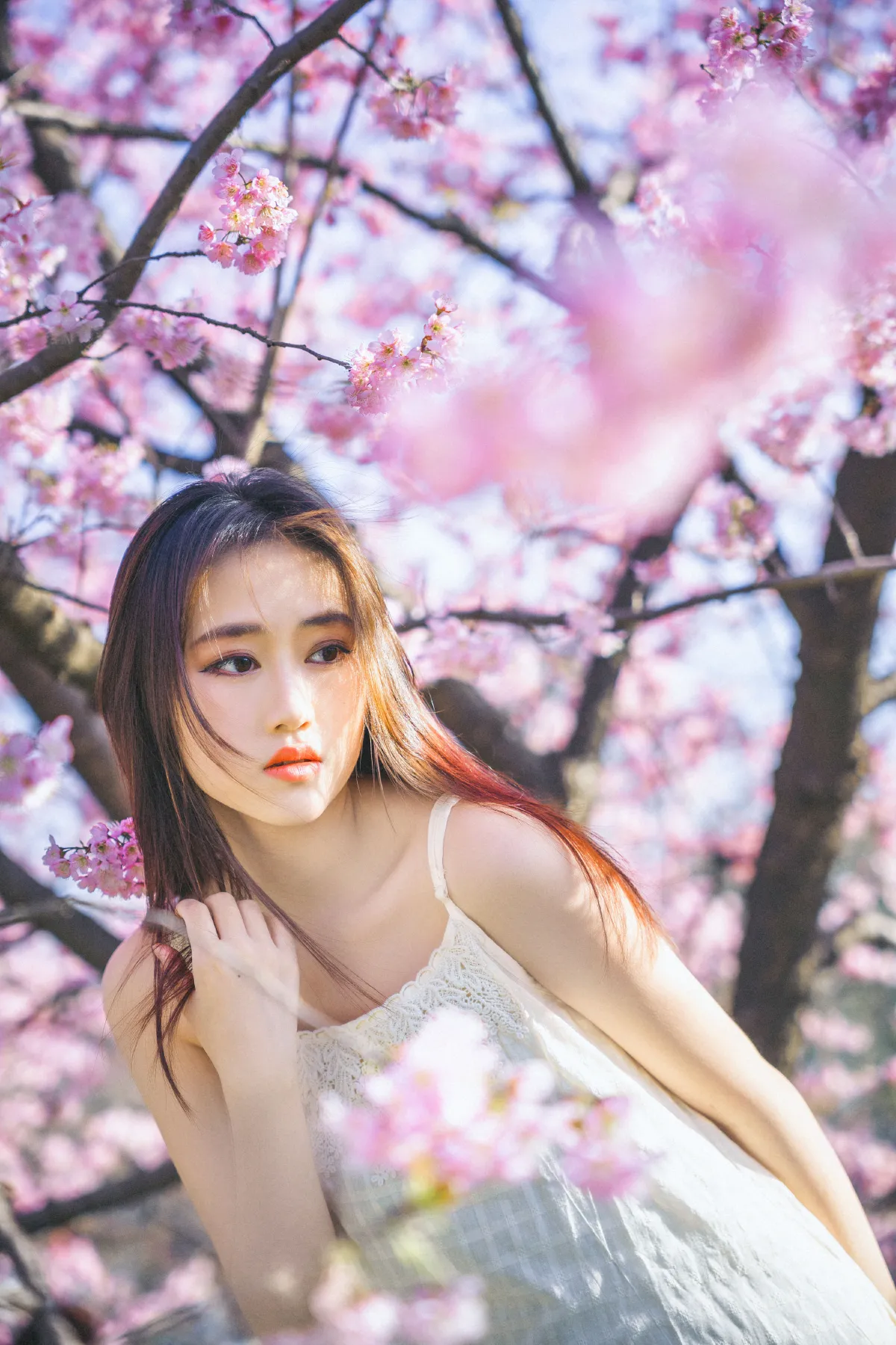 樱花物语1