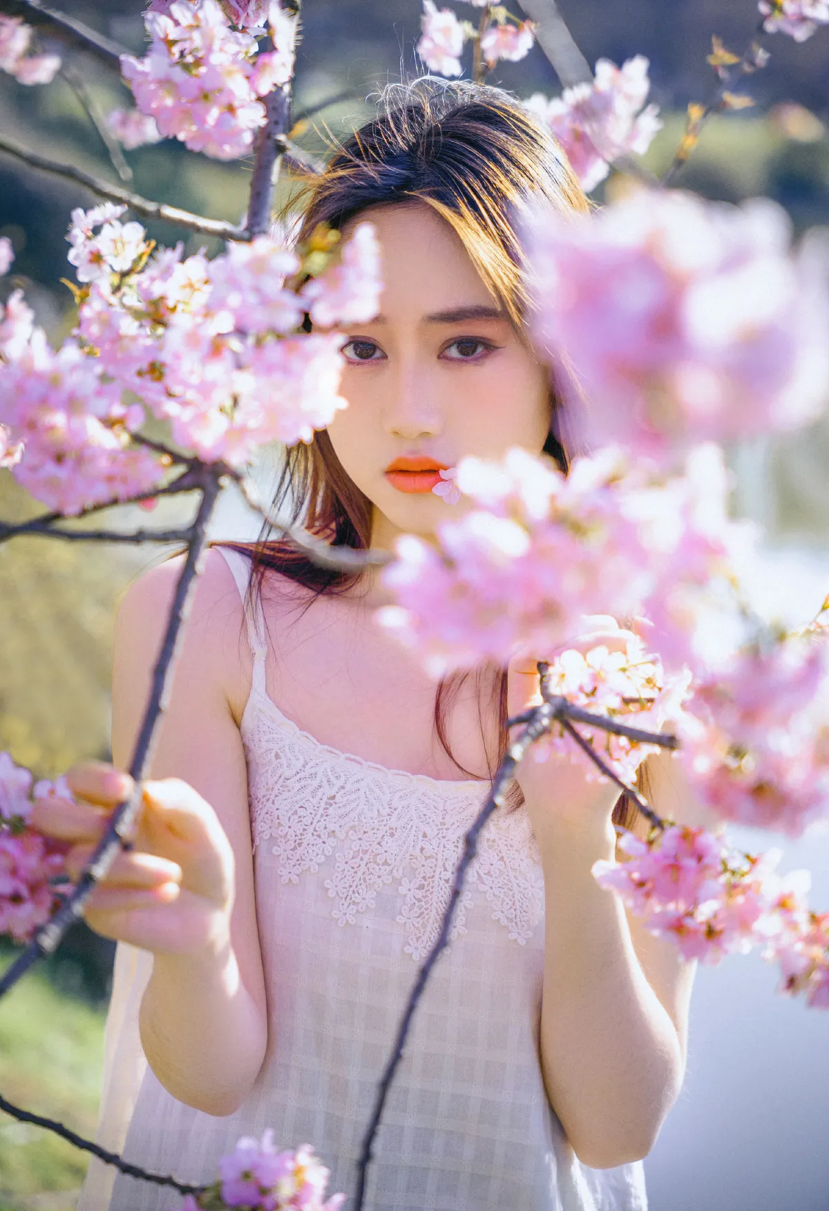 樱花物语2