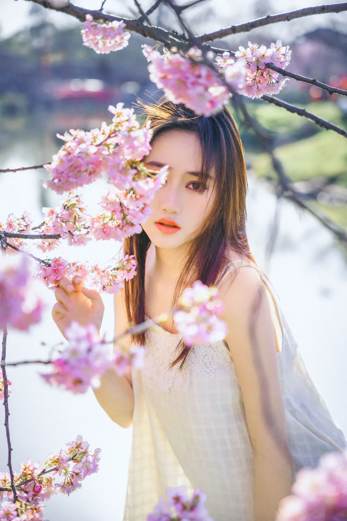 樱花物语