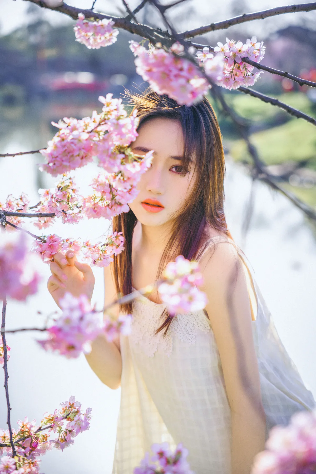 樱花物语3