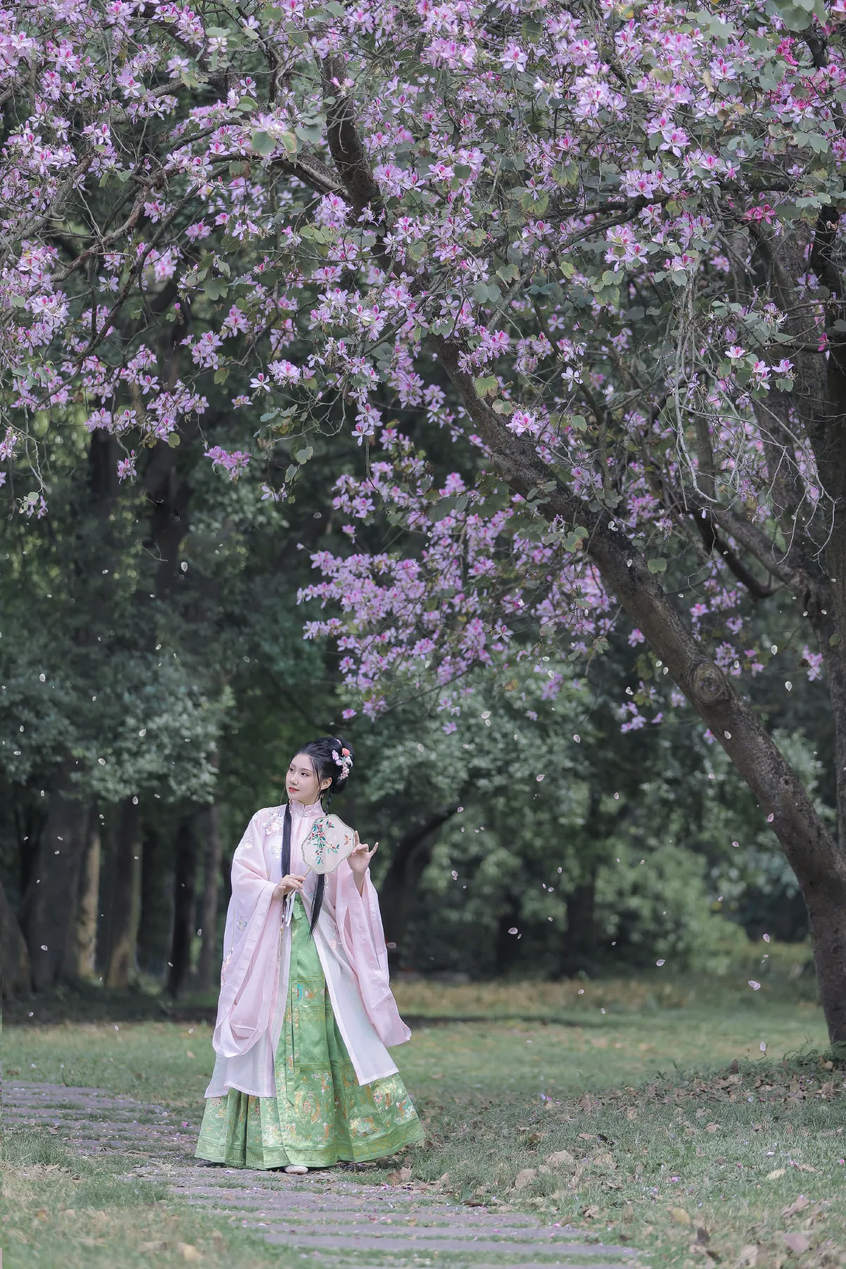 紫荆枝1