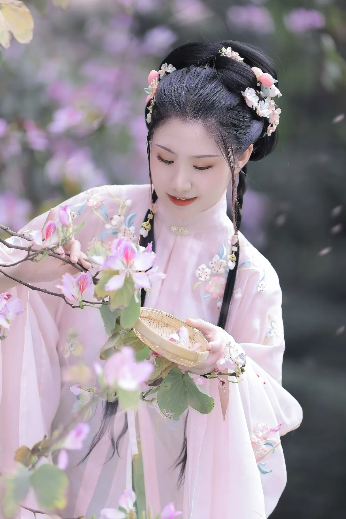 紫荆枝2