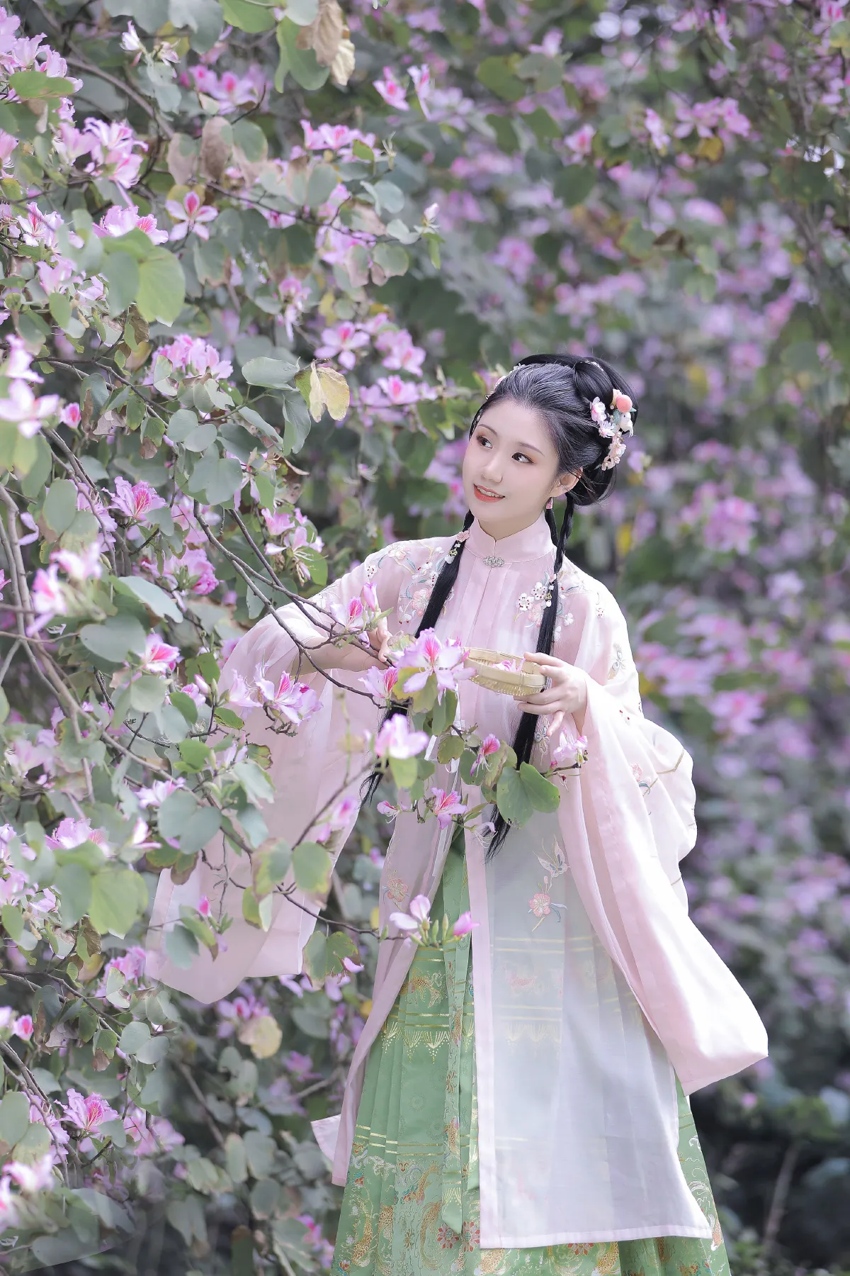 紫荆枝3
