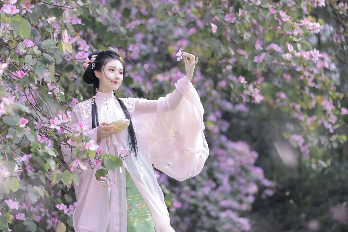 紫荆枝5