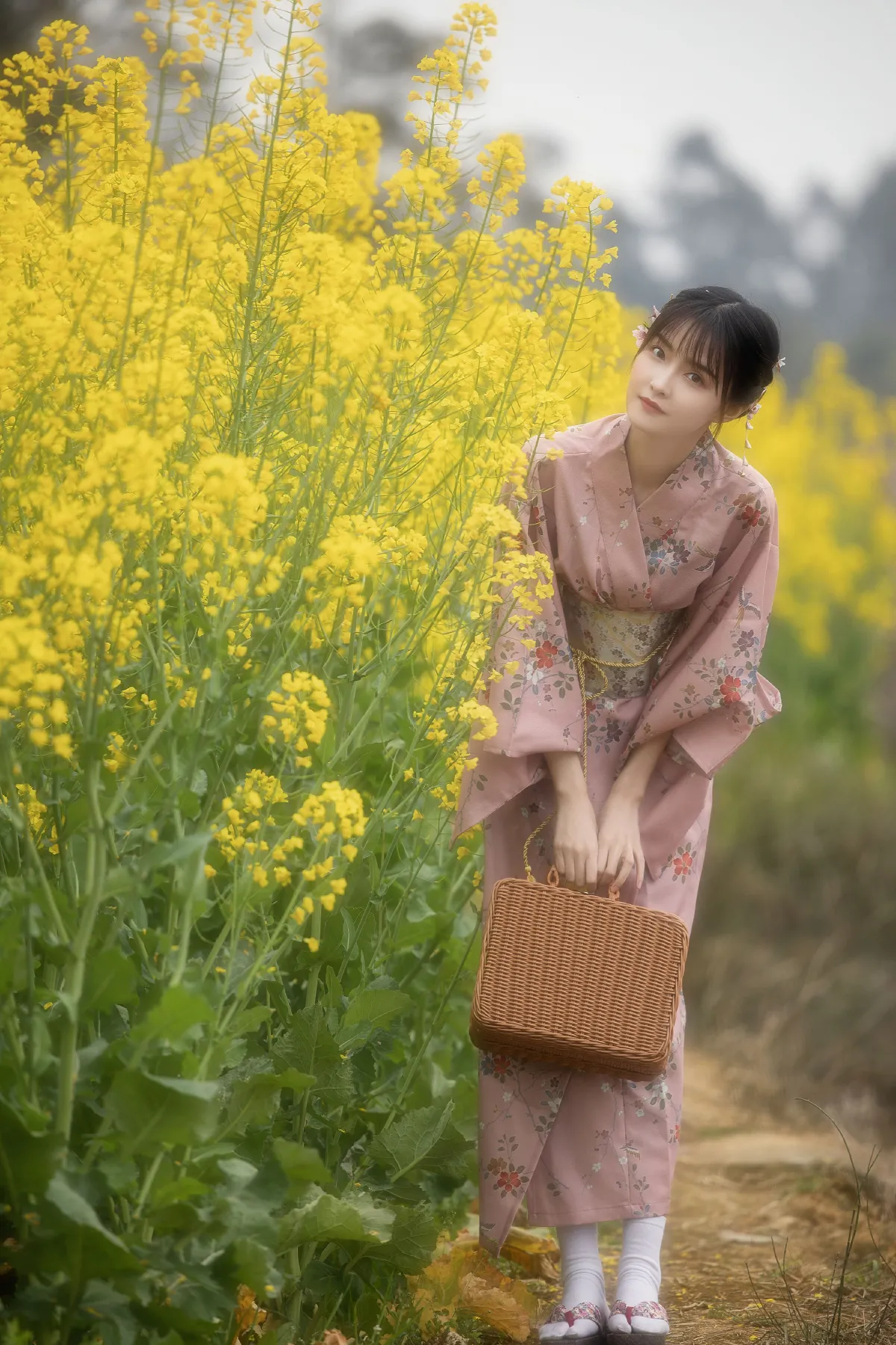 油菜花