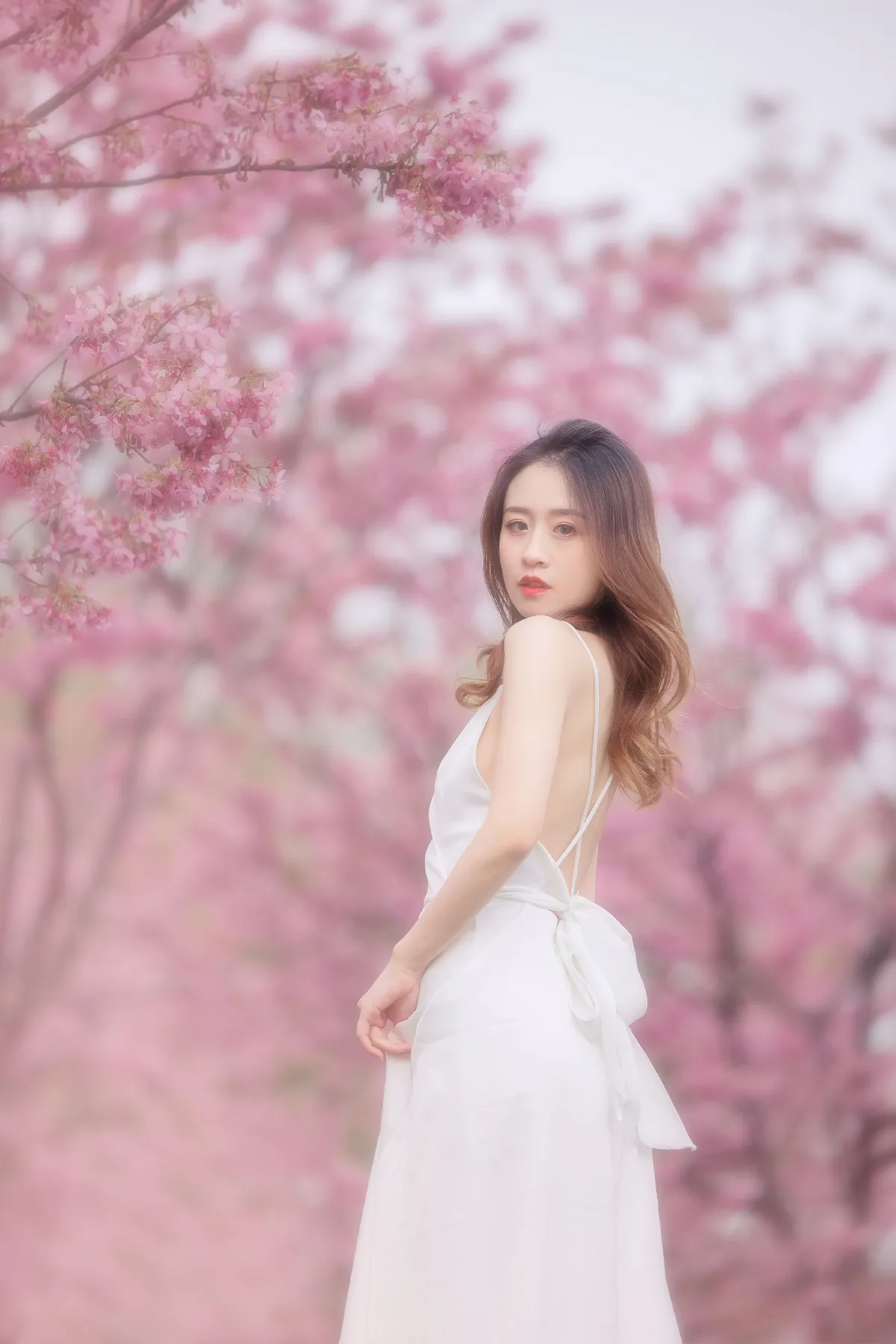 樱花1