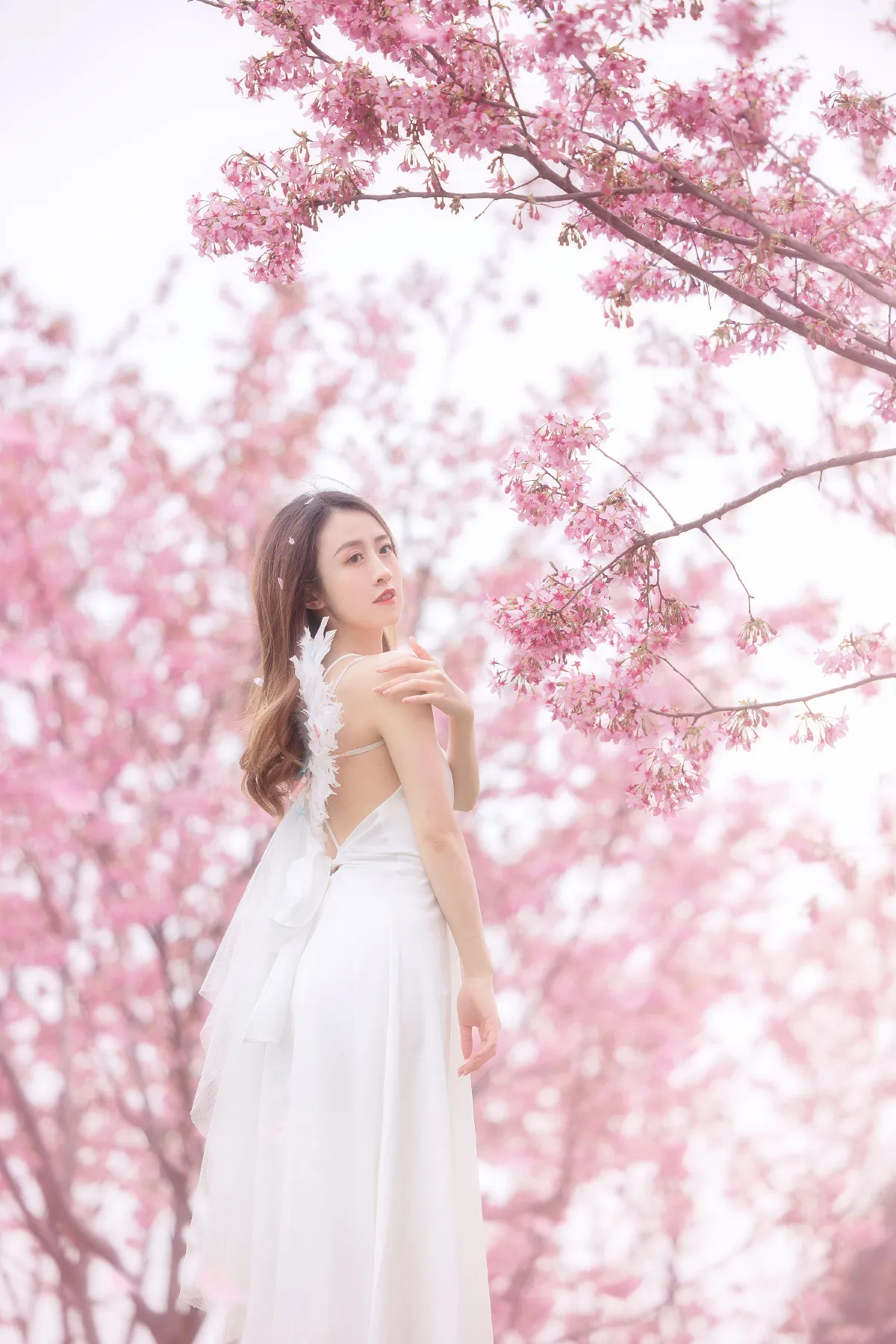 樱花3