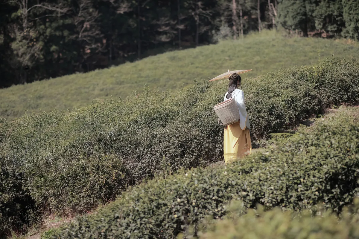 子瞬_之楠楠楠《采茶女》美图作品图片4