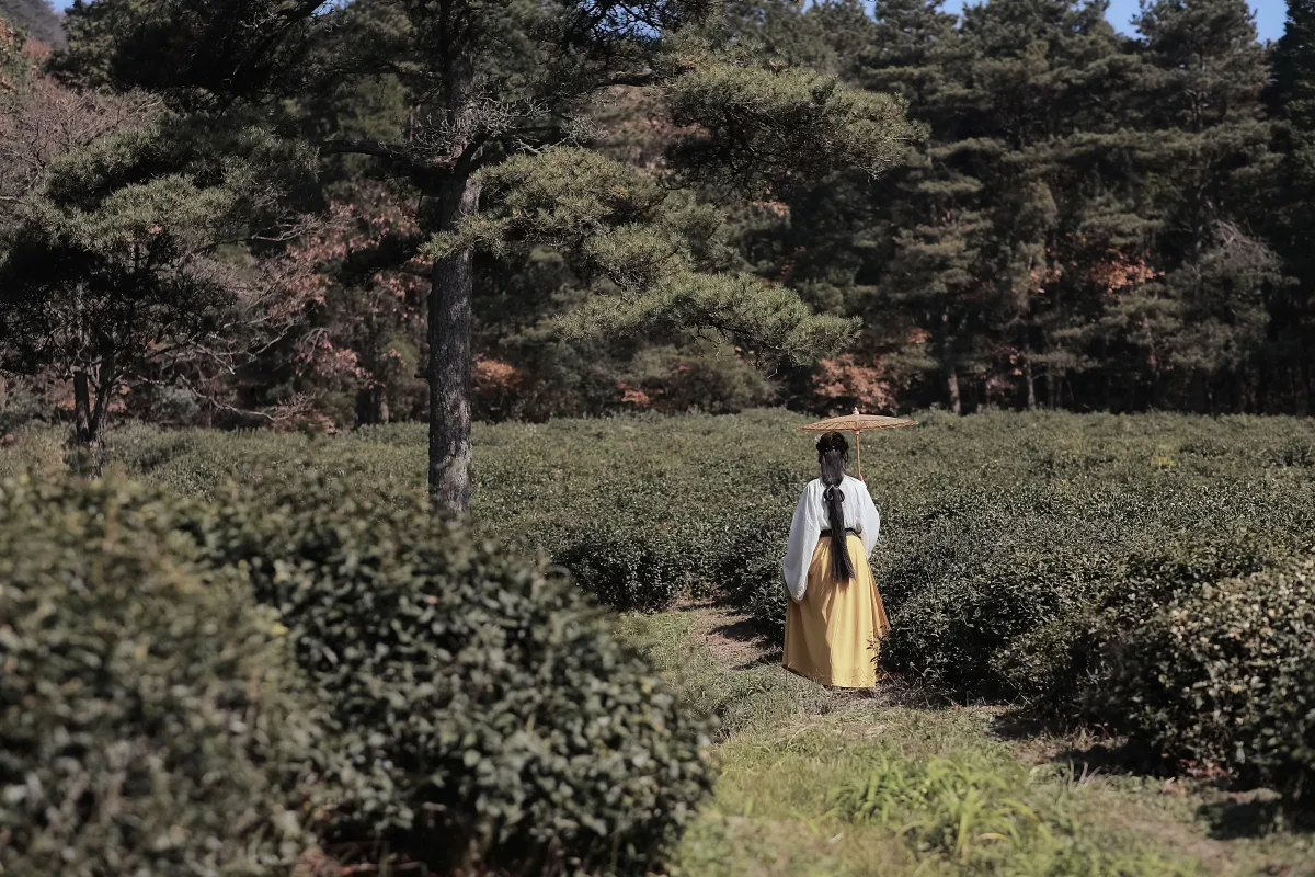 采茶女