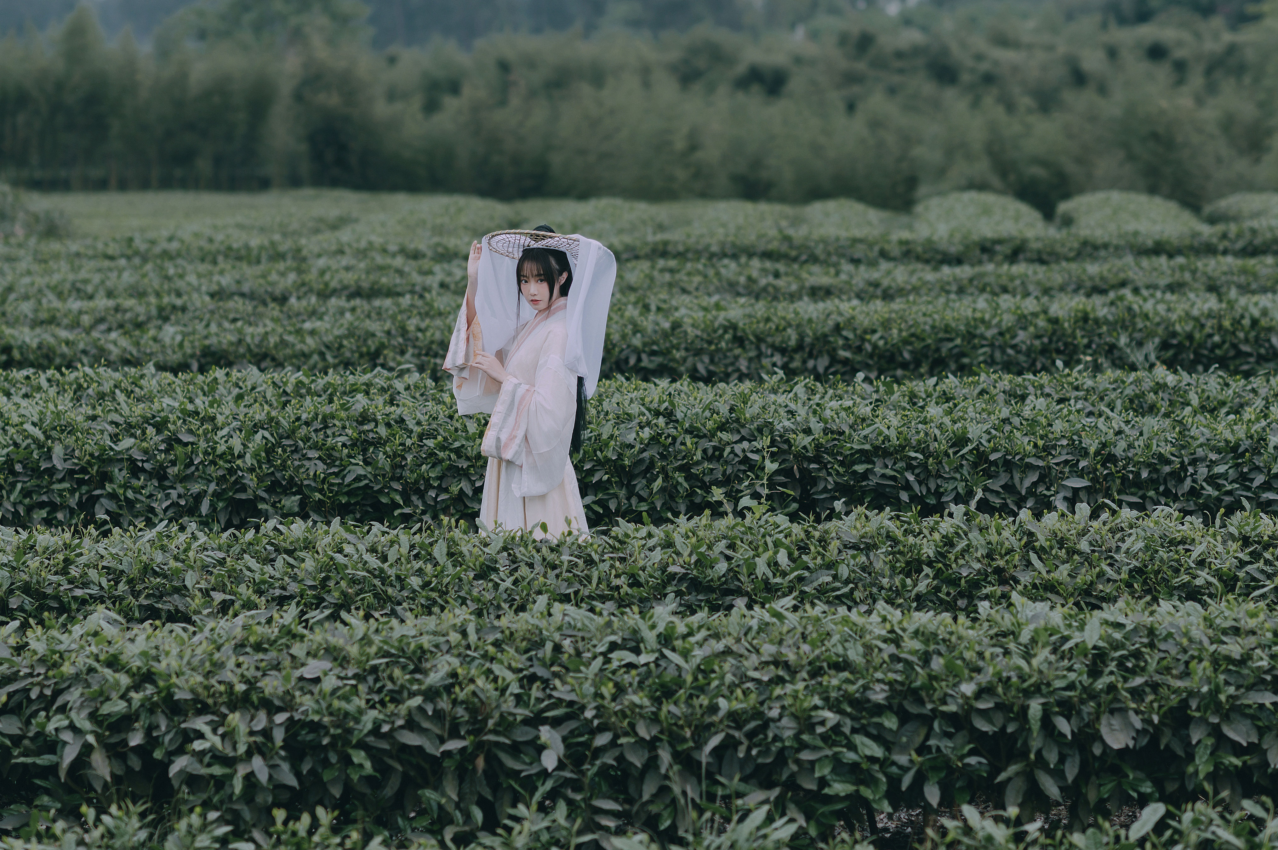 采茶东篱下