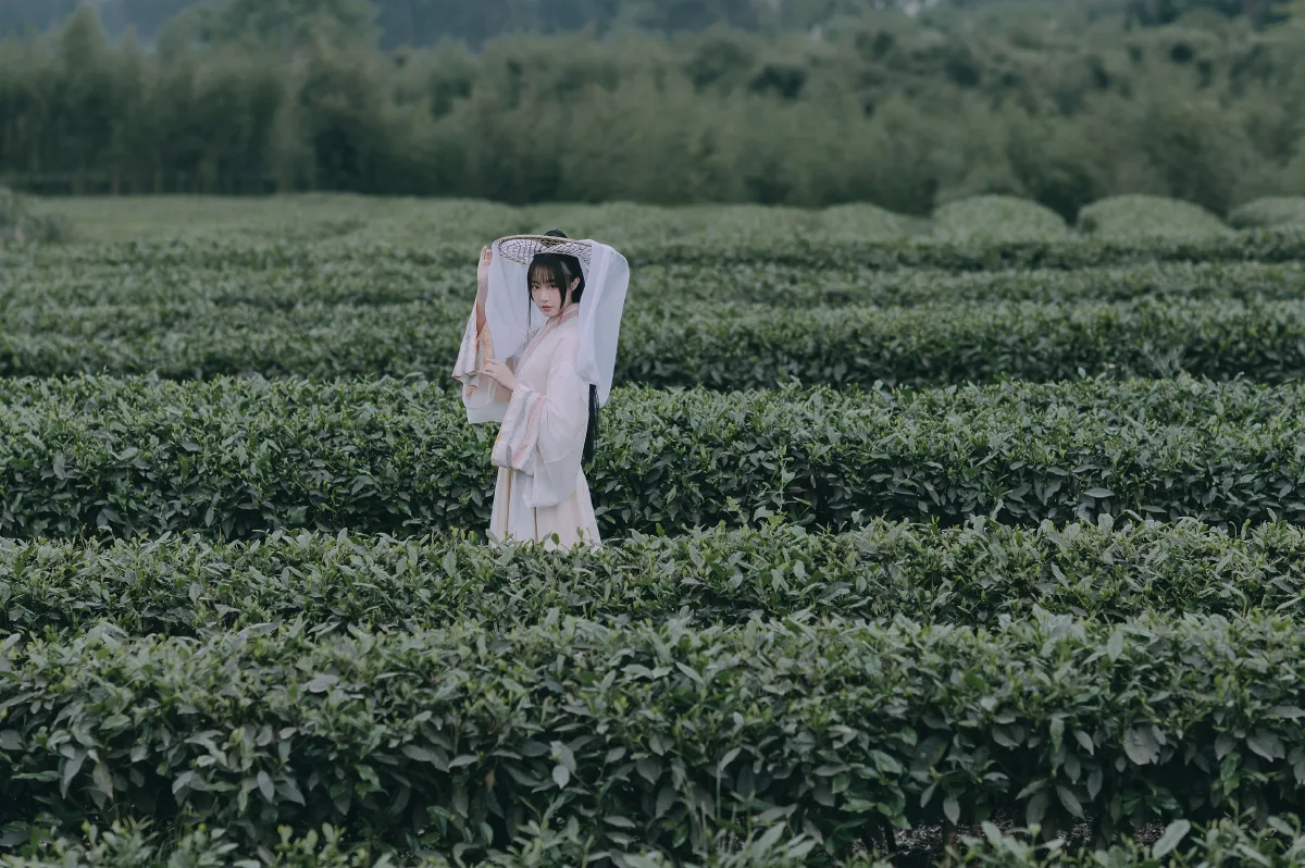 采茶东篱下