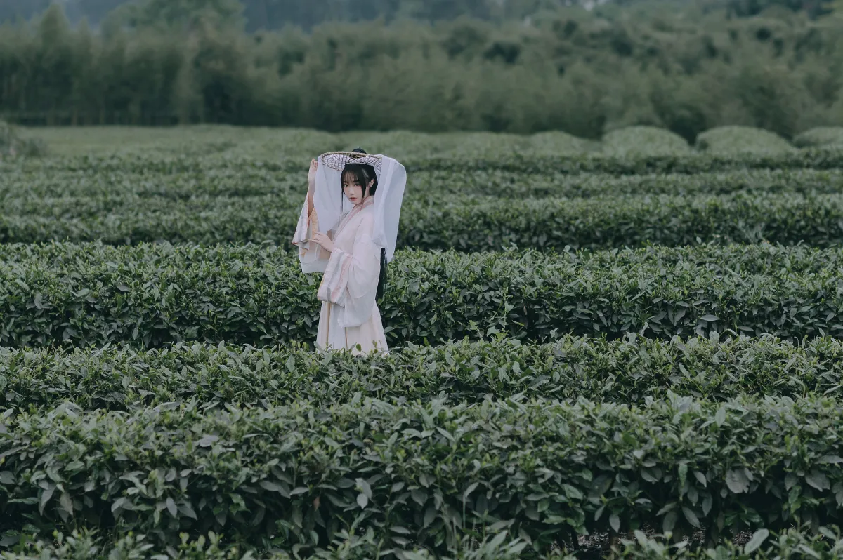 采茶东篱下1