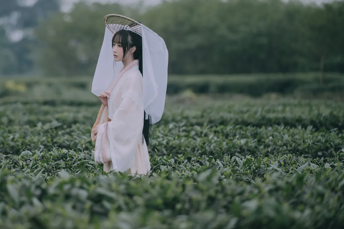 采茶东篱下
