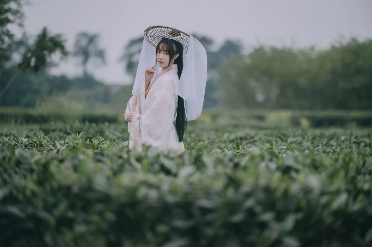 采茶东篱下