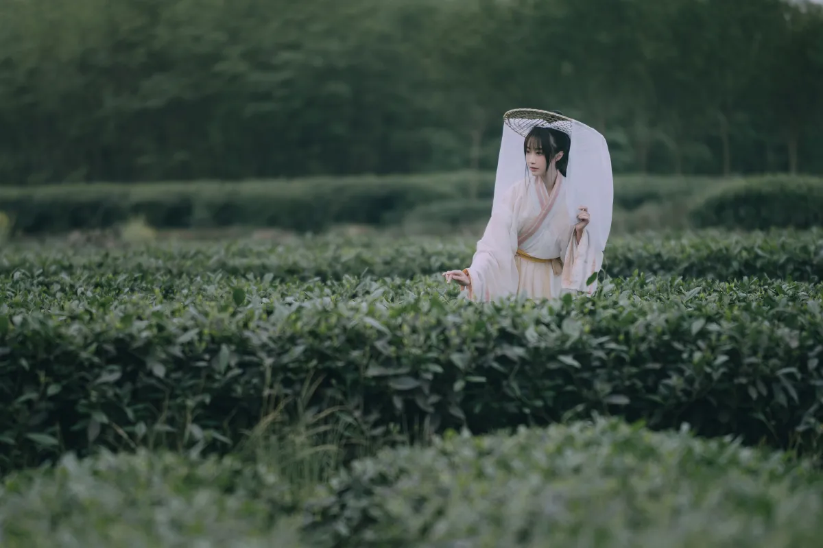 采茶东篱下