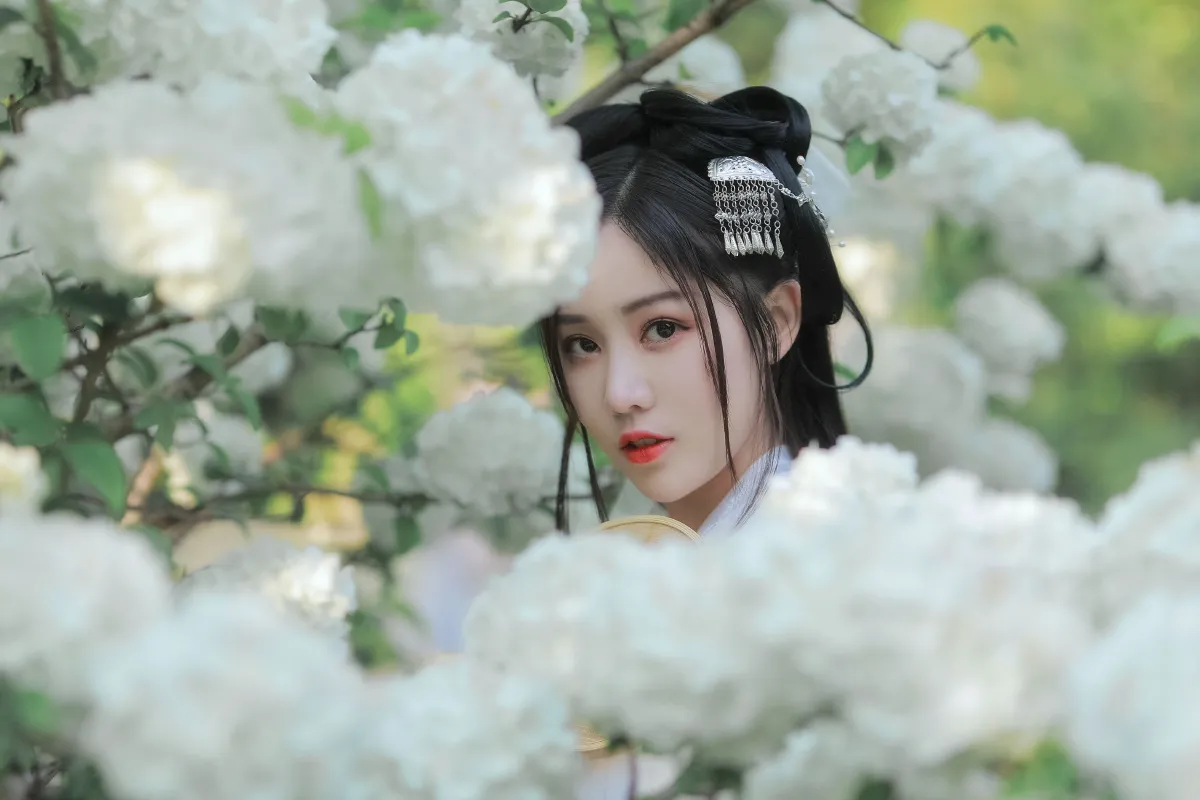 紫荆花开