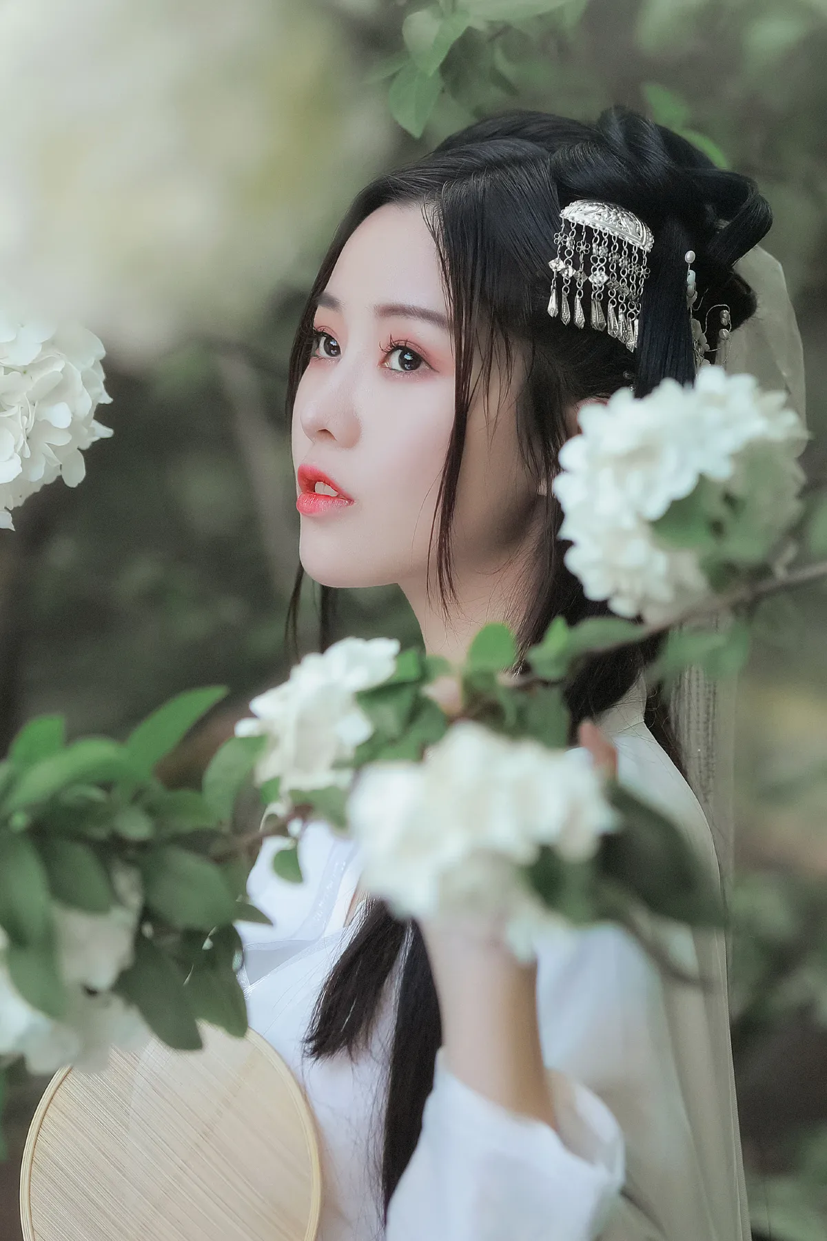 紫荆花开