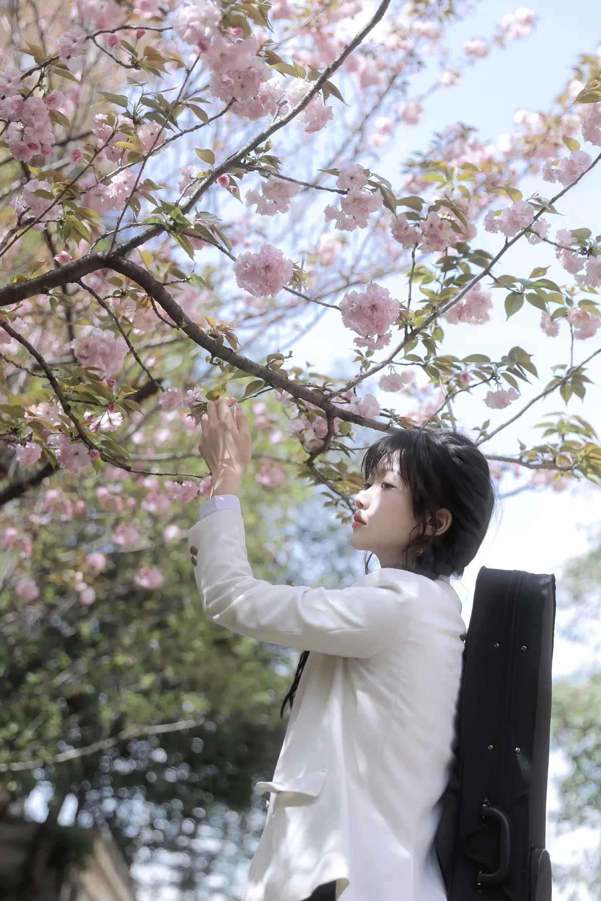 繁樱一树