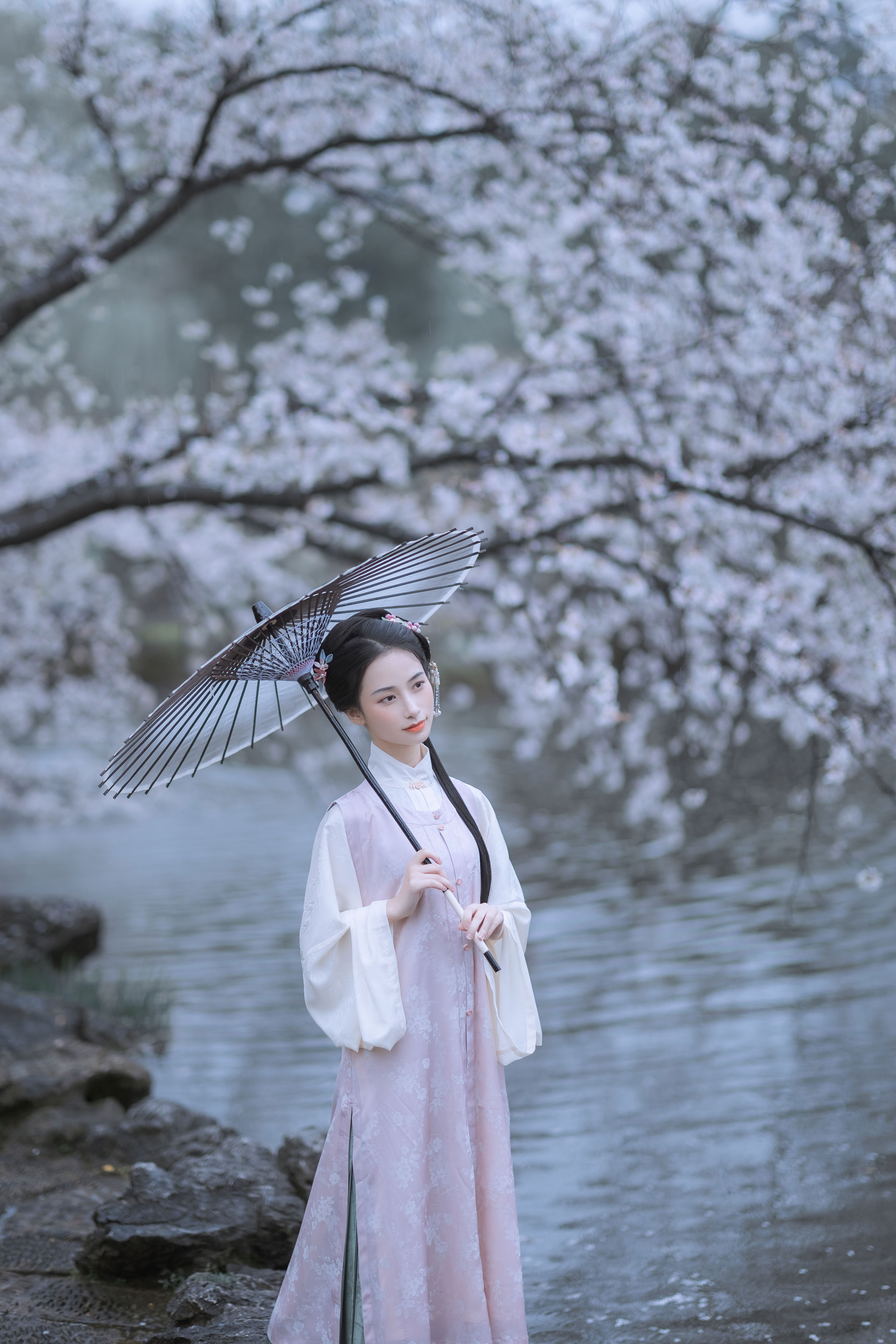 雨樱花