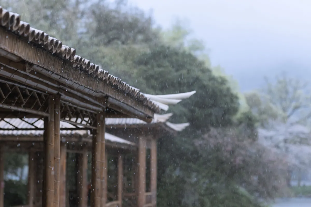 若寒Rock_眸小妖《雨樱花》美图作品图片4