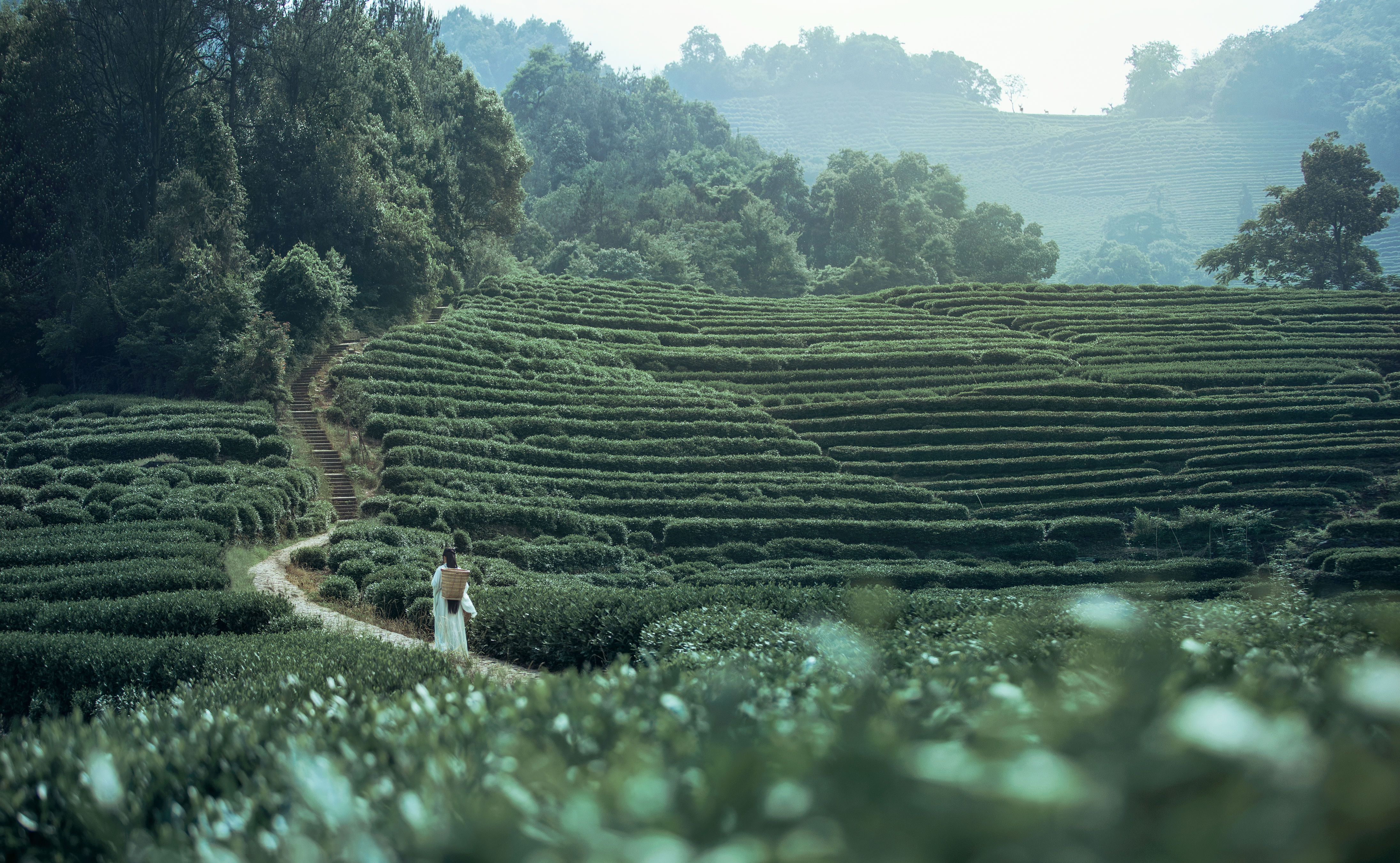 茶山