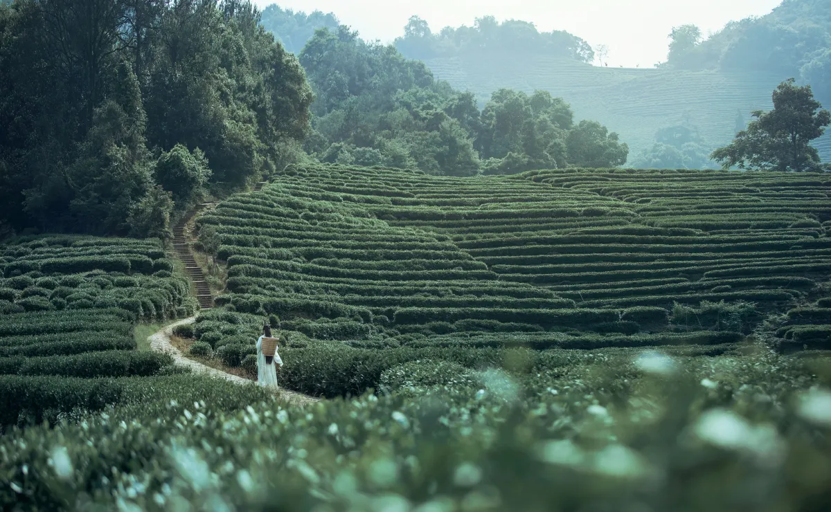 茶山1