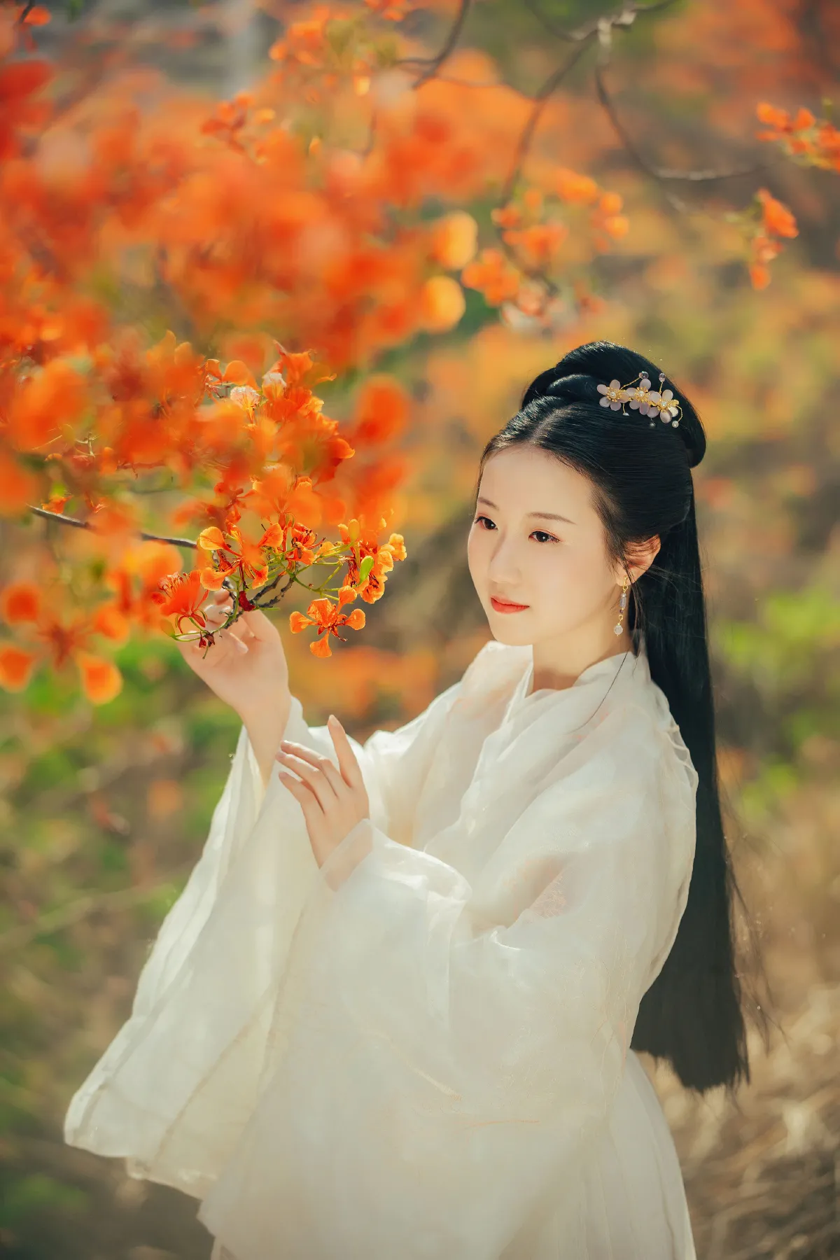 凤凰花开1