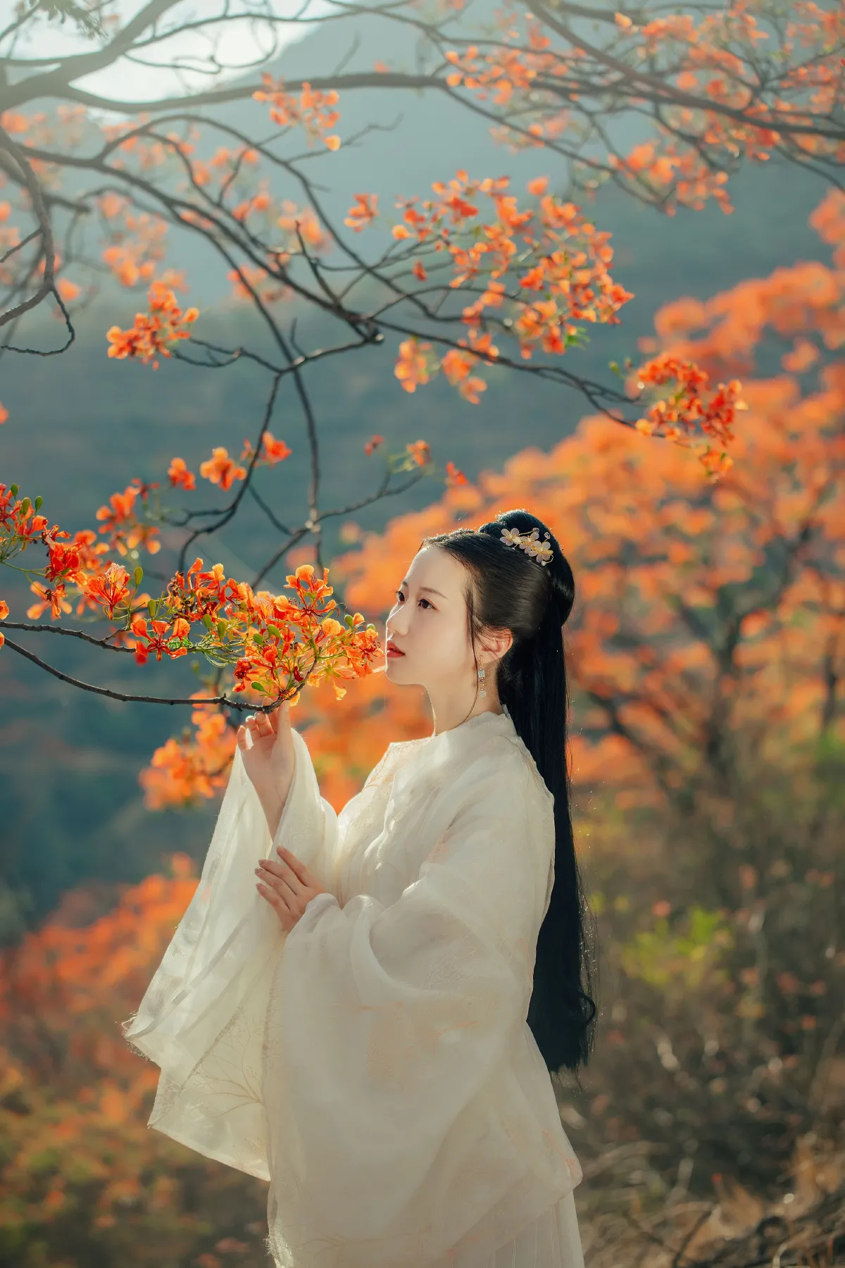 凤凰花开