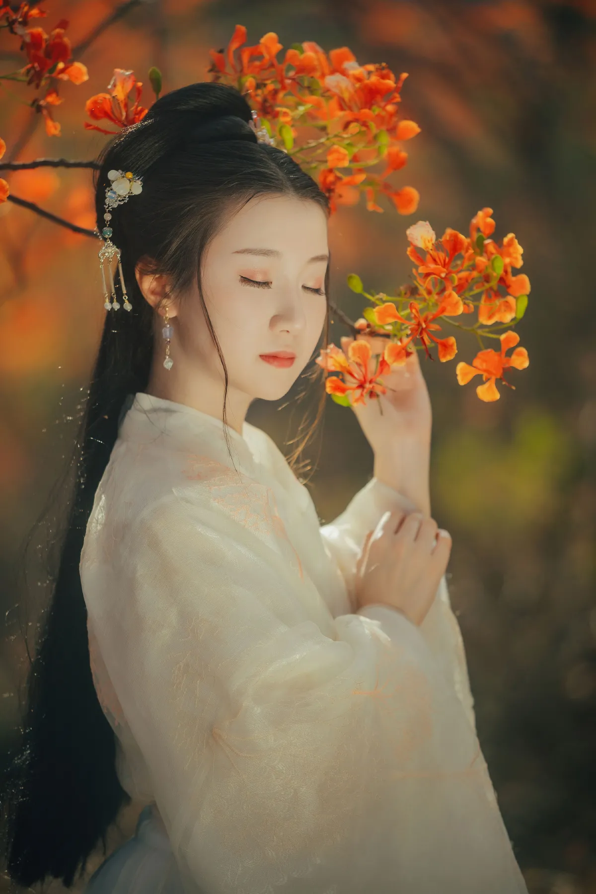 凤凰花开