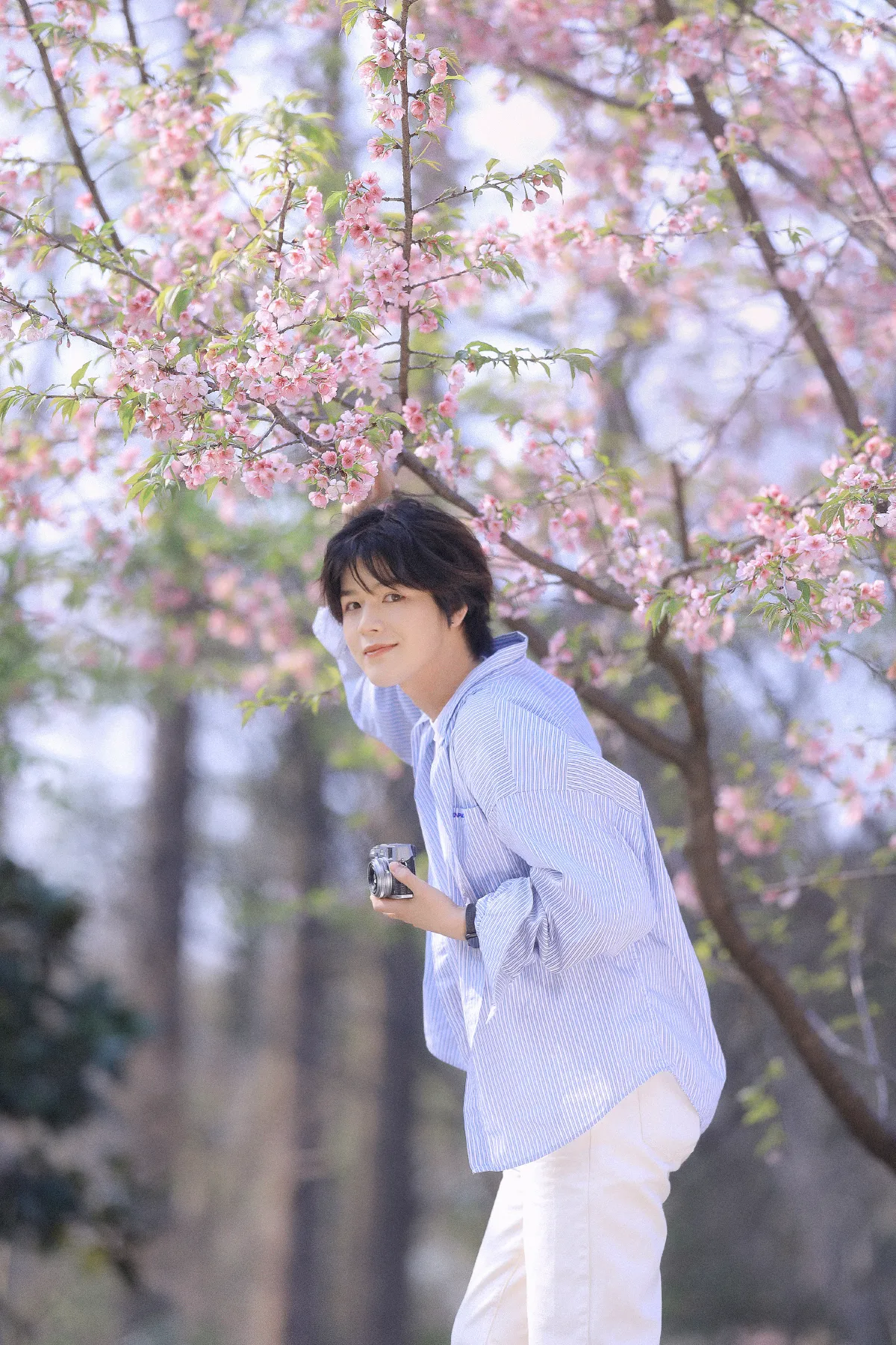 樱花少年3