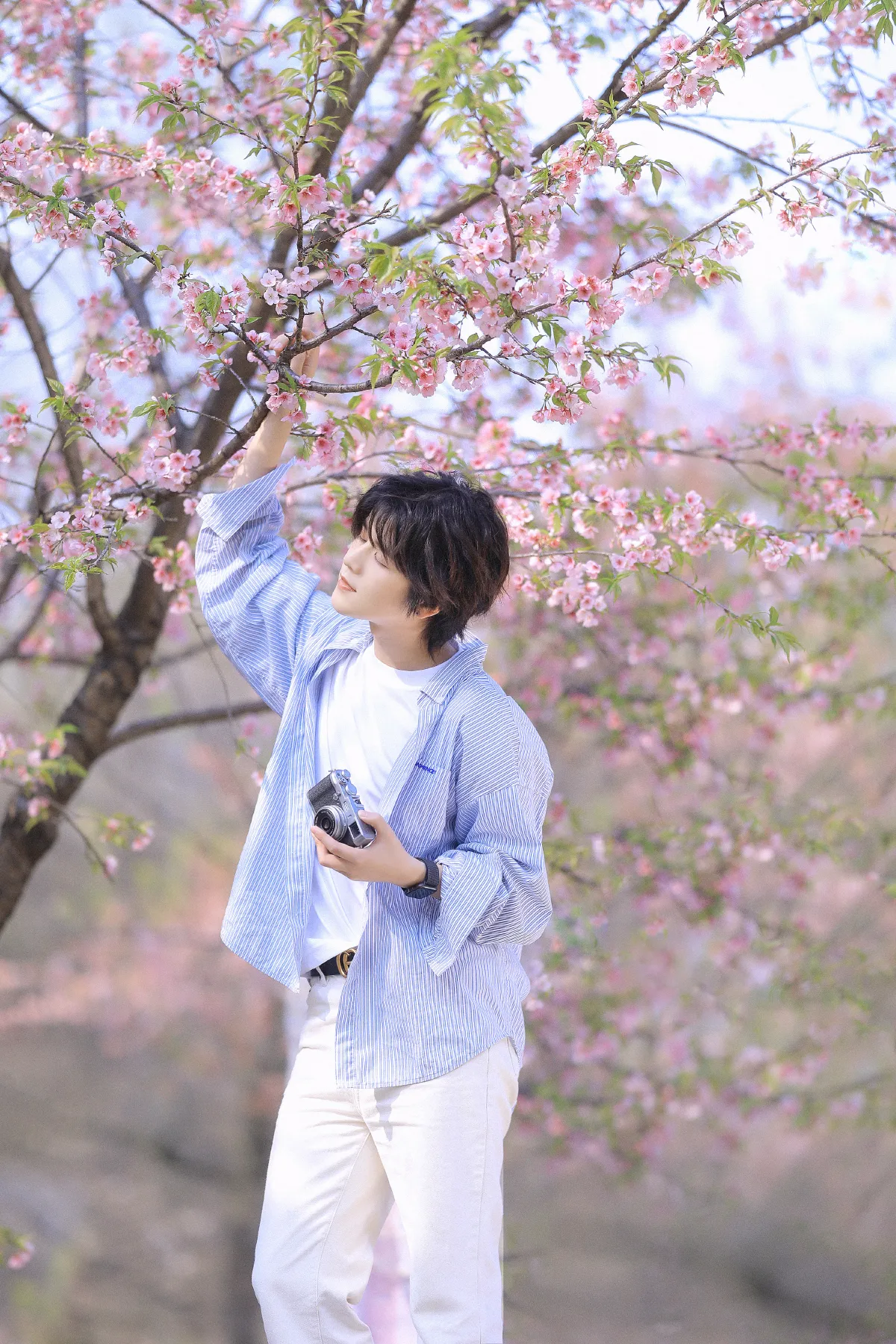 樱花少年