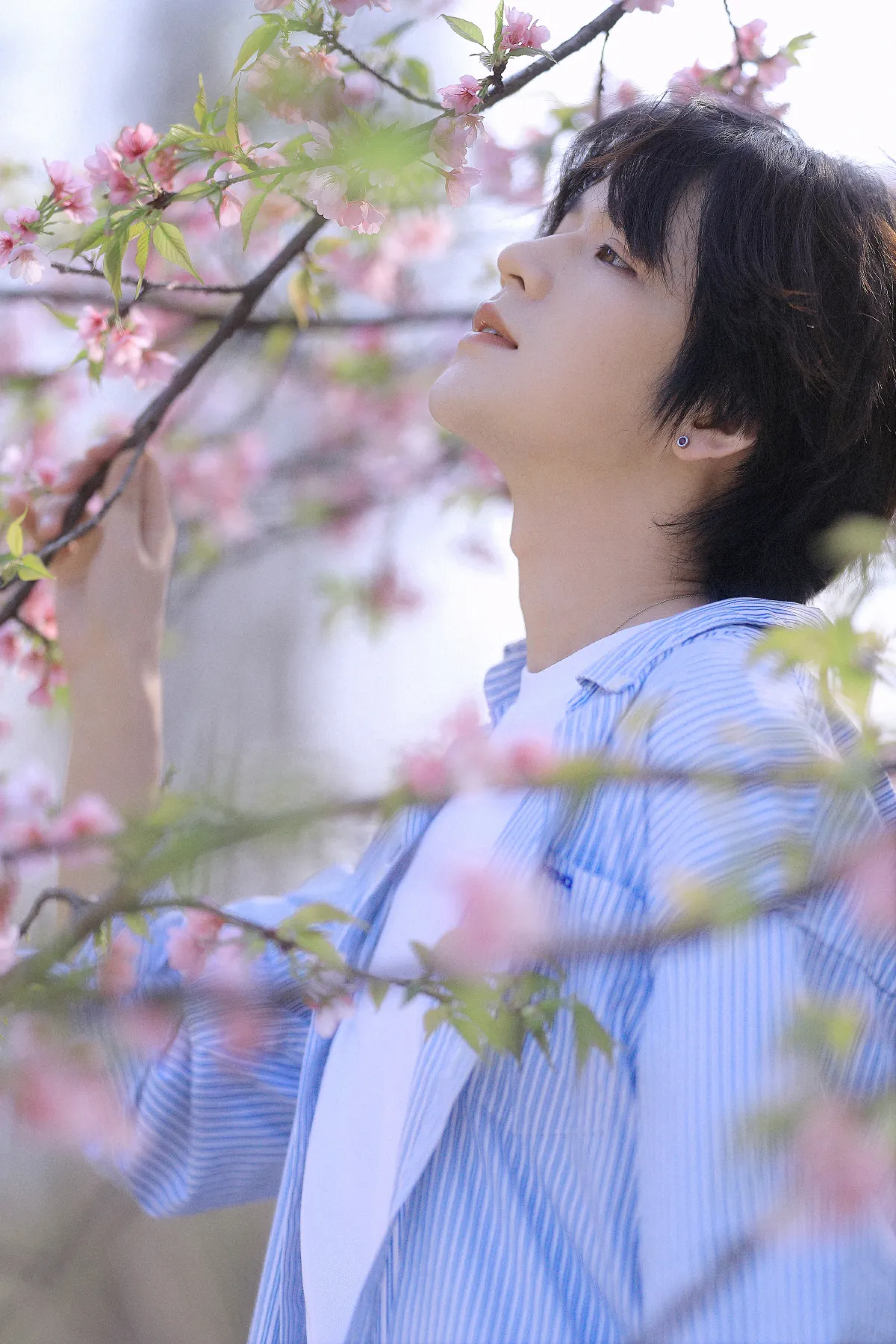 樱花少年