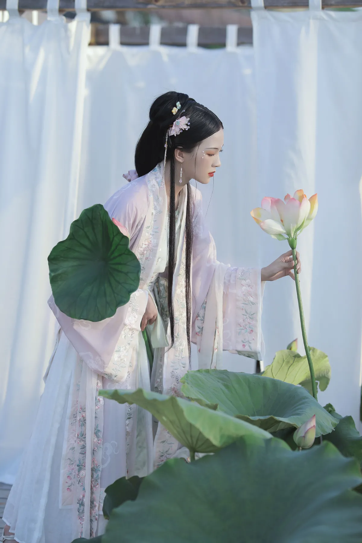 芙蓉